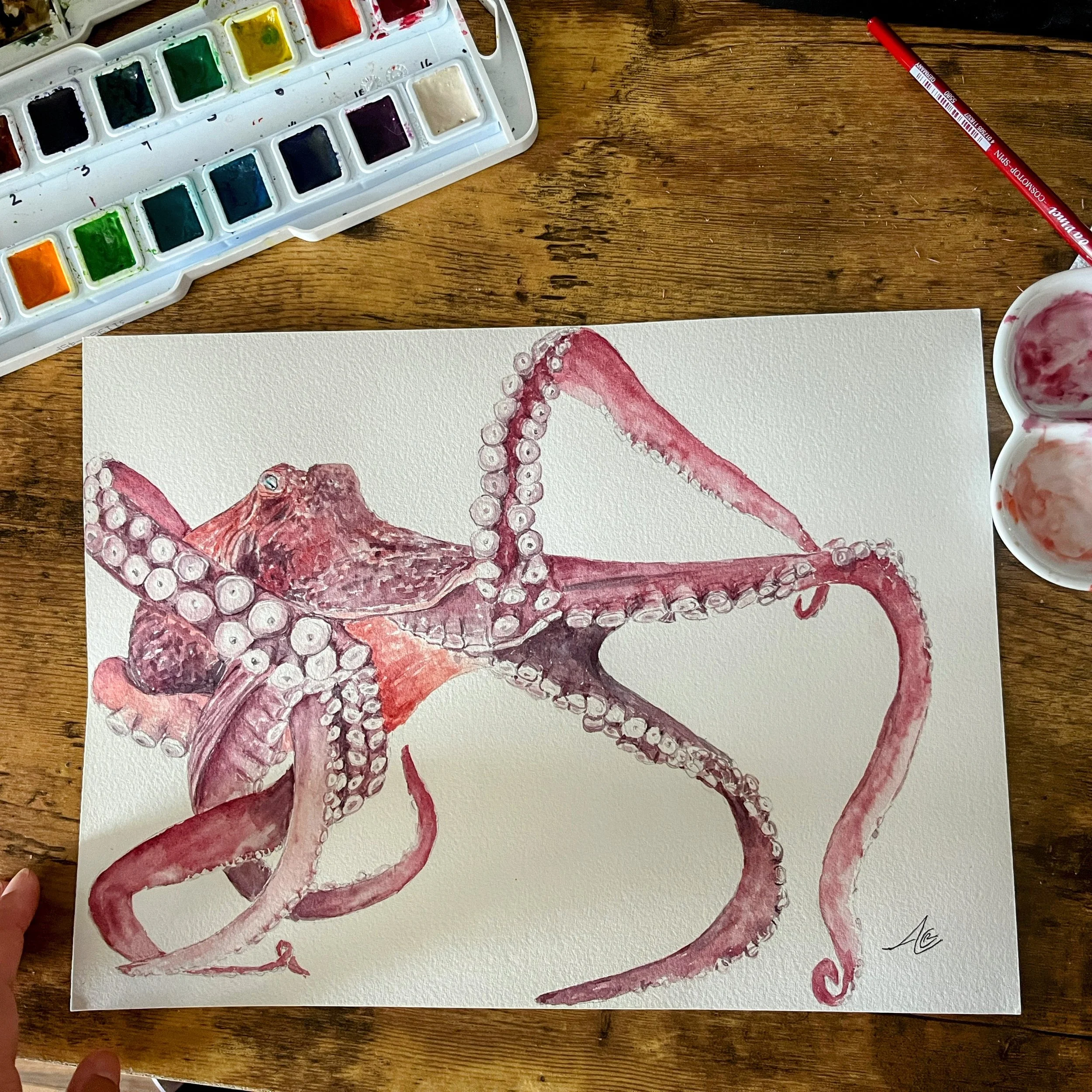 Giant Pacific Octopus Watercolor Painting from our California Shores Paintings Collection