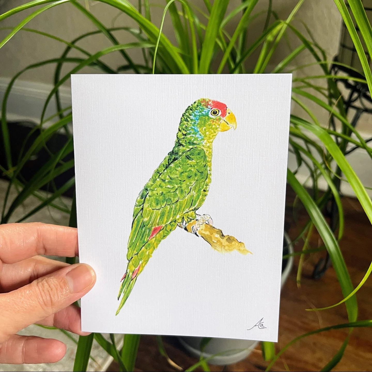 The red-crowned Amazon (or Mexican red-headed Amazon) is a parrot species you can often spot in San Diego. You will hear them especially in Ocean Beach, but also across many neighborhoods, particularly during spring and summer. That is how it started