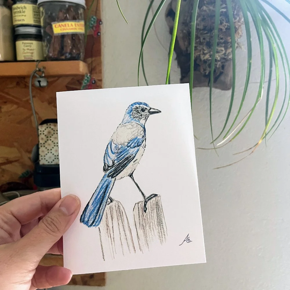 The California Scrub Jay is a clever blue bird that you can often spot in California canyons and oak woodlands. Unlike other jays, they don&rsquo;t migrate. One more fact about them that you would love: they remember exactly where they&rsquo;ve hidde