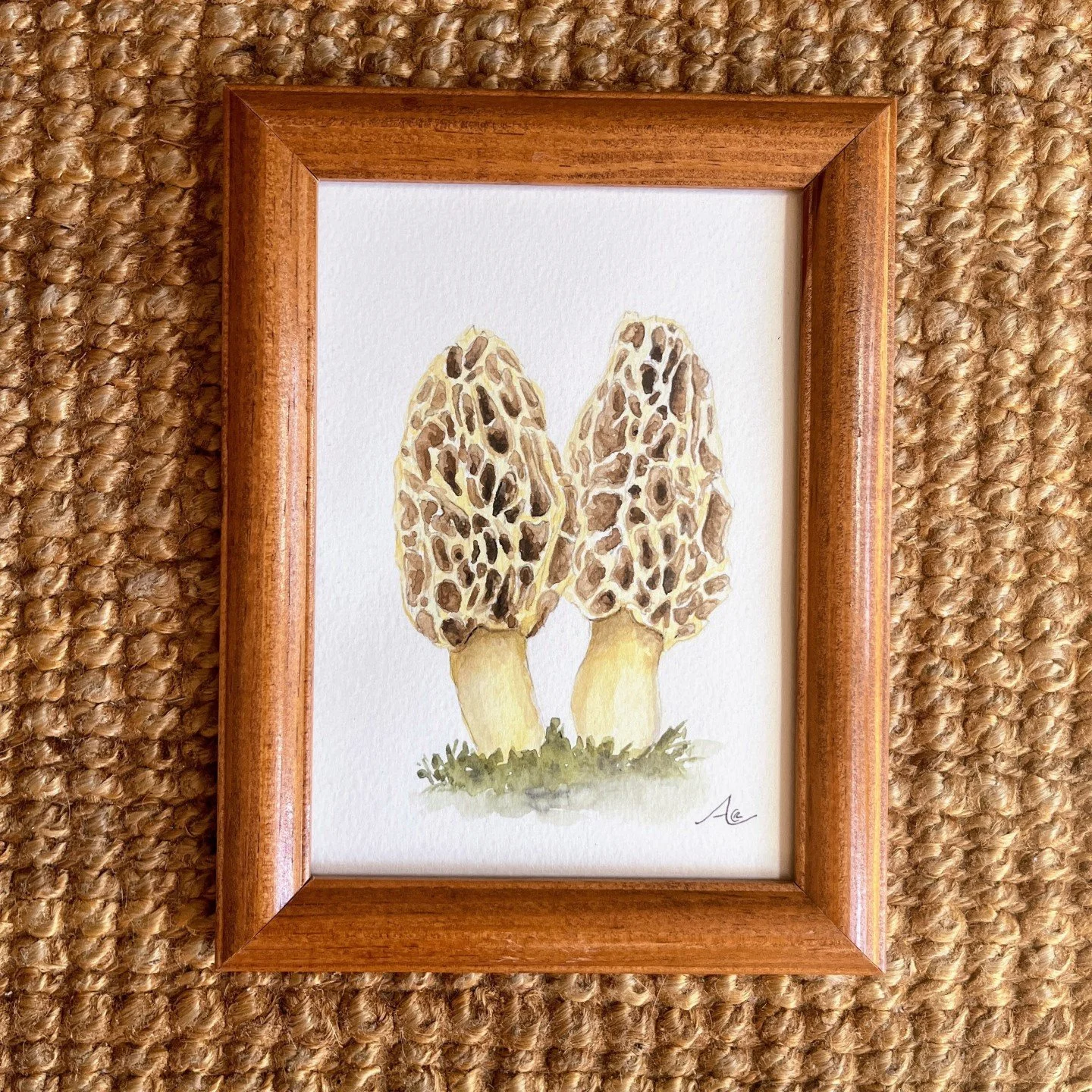 🍂 This is your opportunity to get the original watercolor of a Morchella.
It is framed and ready to go, and we ship across the United States.
Morchella americana, or the American morel, is a prized find with its honeycomb texture and earthy flavor