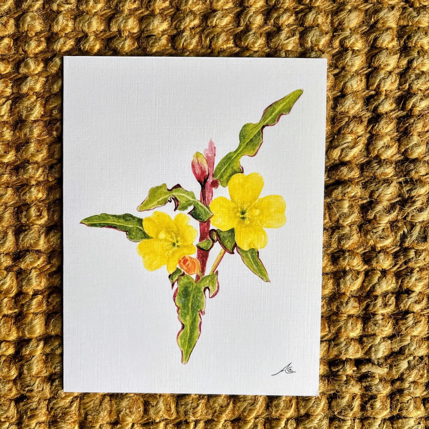 Hooker's Evening Primrose (Oenothera elata ssp. hookeri)

One of the things I love most about this California native plant is its color palette: bright yellow flowers, fresh green leaves, and beautiful reddish wand-like stems.

But here's my favorite