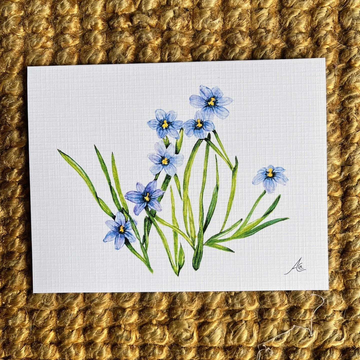 Do you know this flower? 
Here is something super cool about it!

Blue-eyed Grass (Sisyrinchium bellum) is the official flower of the City of San Diego.

On Earth Day, April 22, 2025, the San Diego City Council collectively adopted this California na