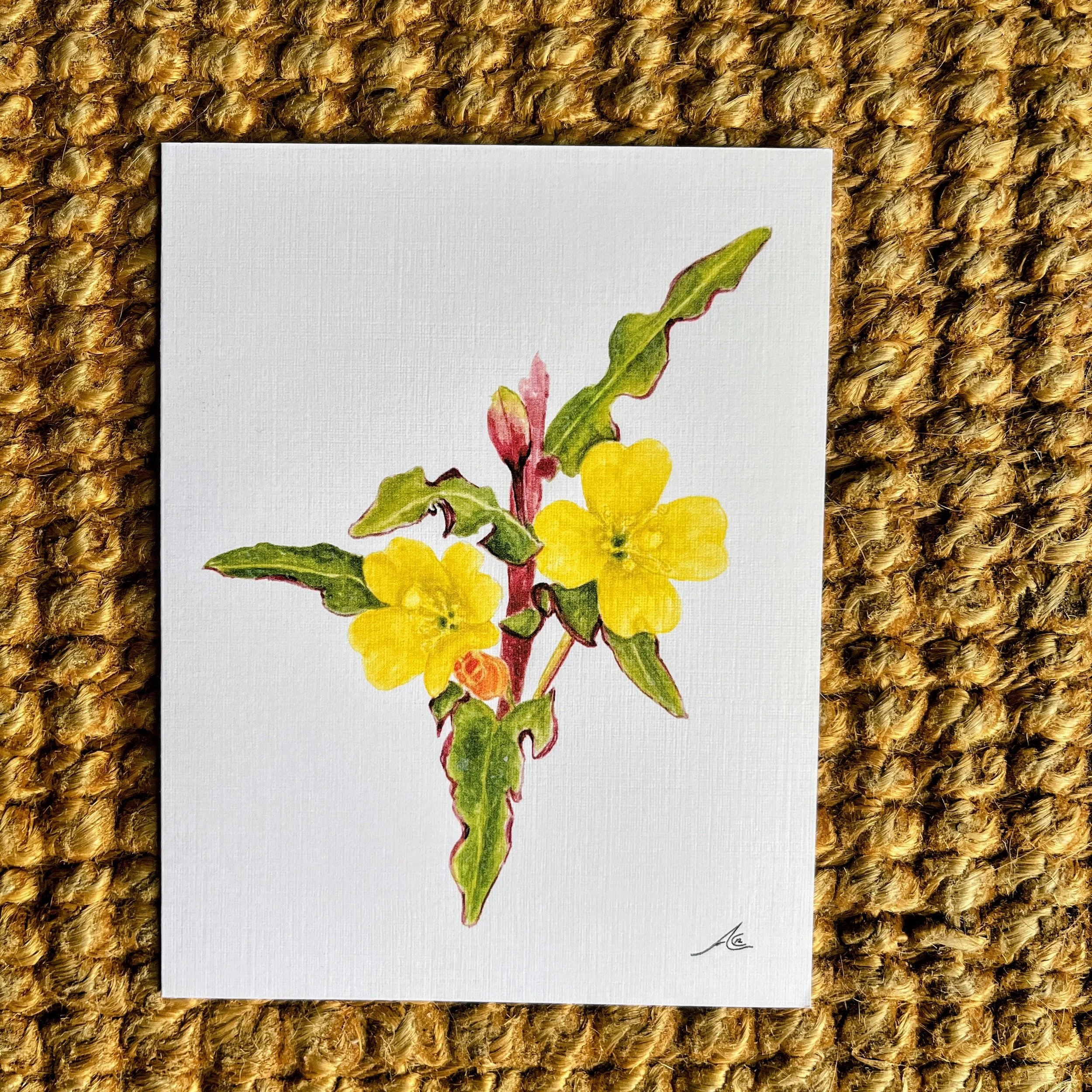 California Native Plants: Greeting Cards From Watercolors, Hooker's Evening Primrose