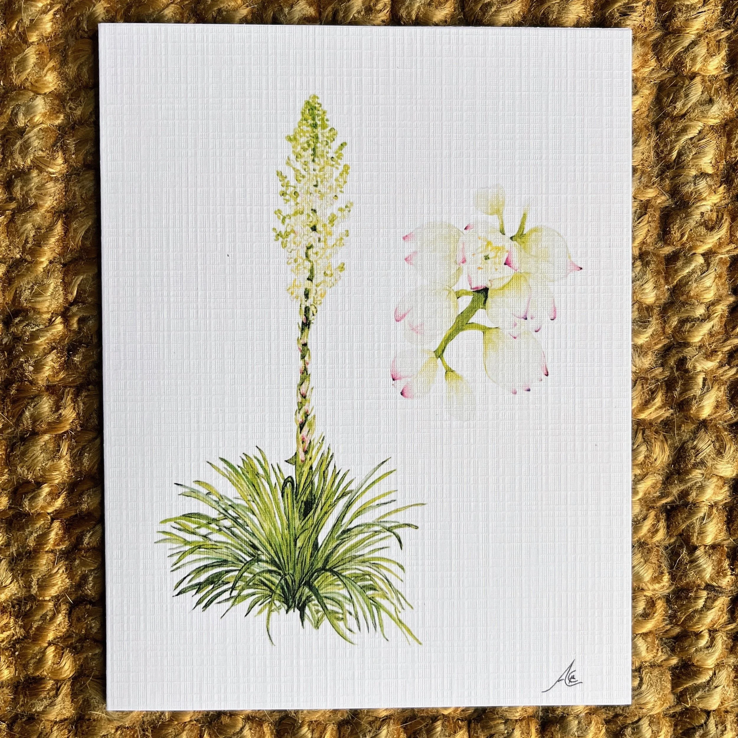 California Native Plants: Greeting Cards From Watercolors, Chaparral Yucca Plant