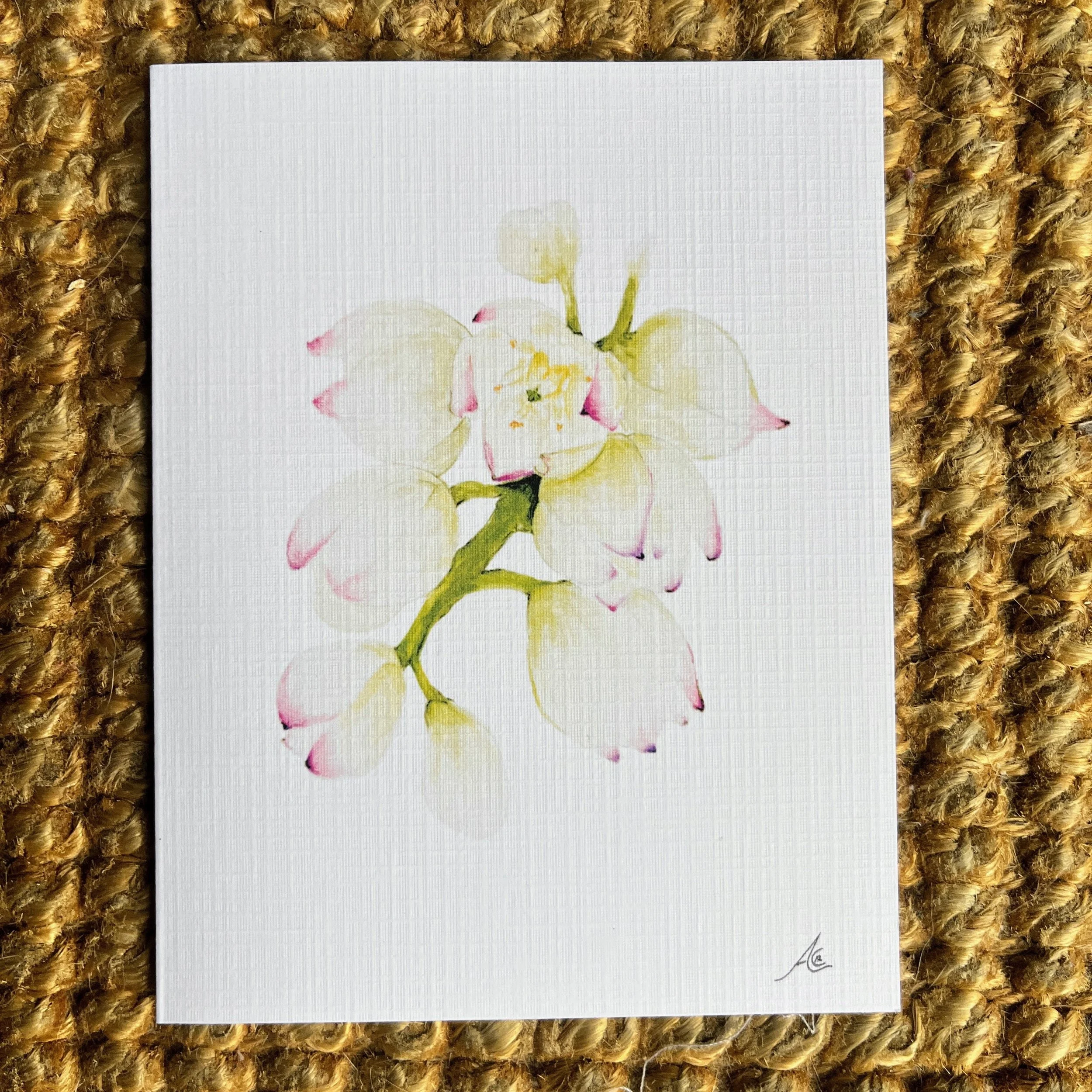 California Native Plants: Greeting Cards From Watercolors, Chaparral Yucca