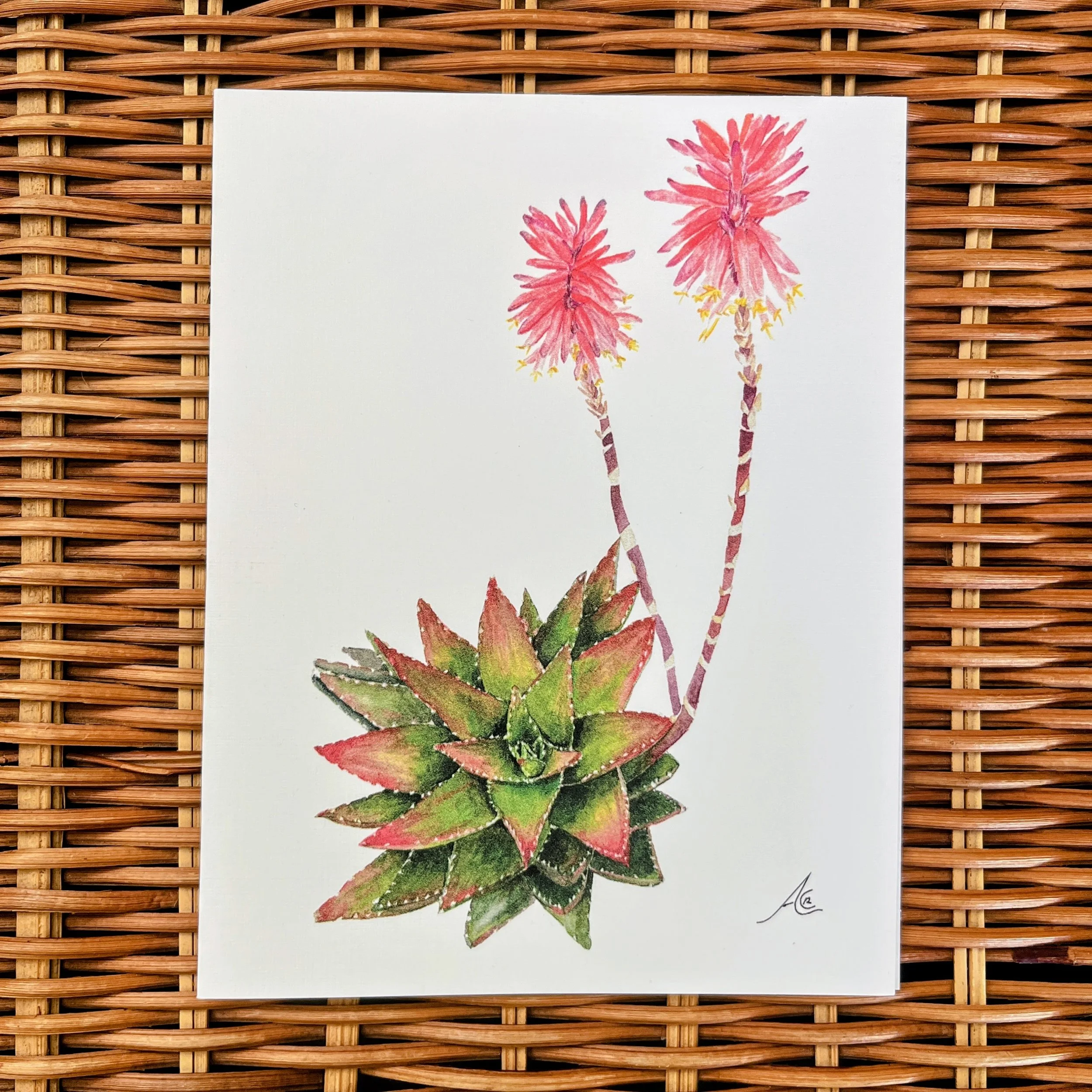 Greeting Cards: Aloe Short-Leaved