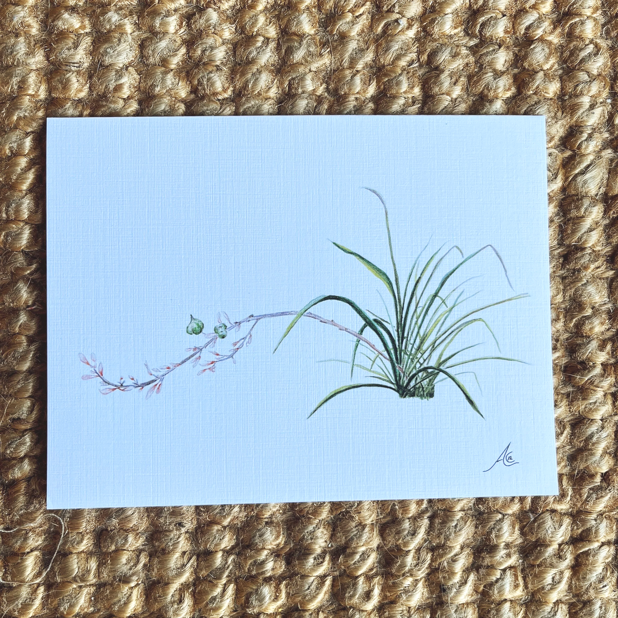Greeting Cards: Red Yucca (Hummingbird Yucca)