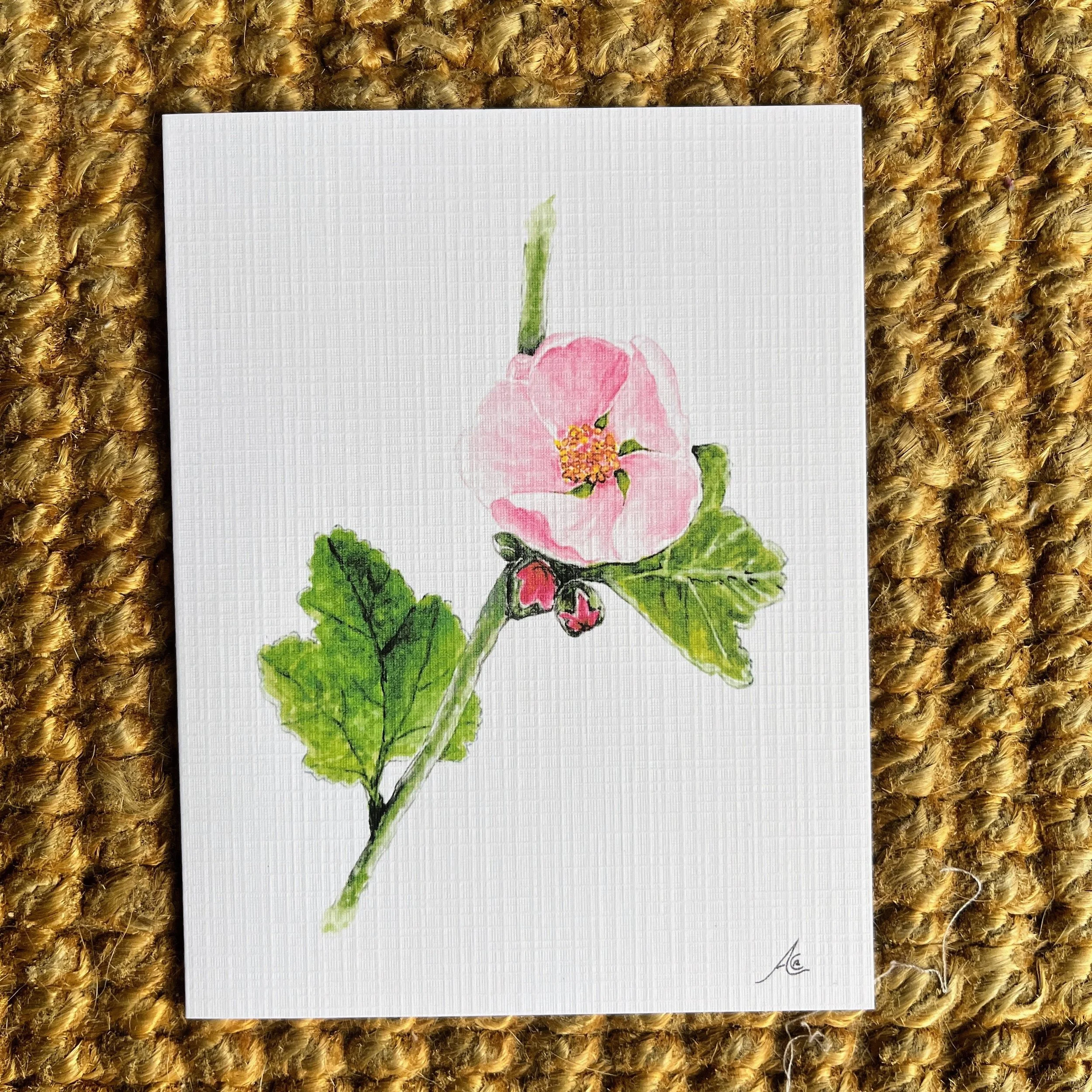 California Native Plants: Greeting Cards From Watercolors, Bushmallow