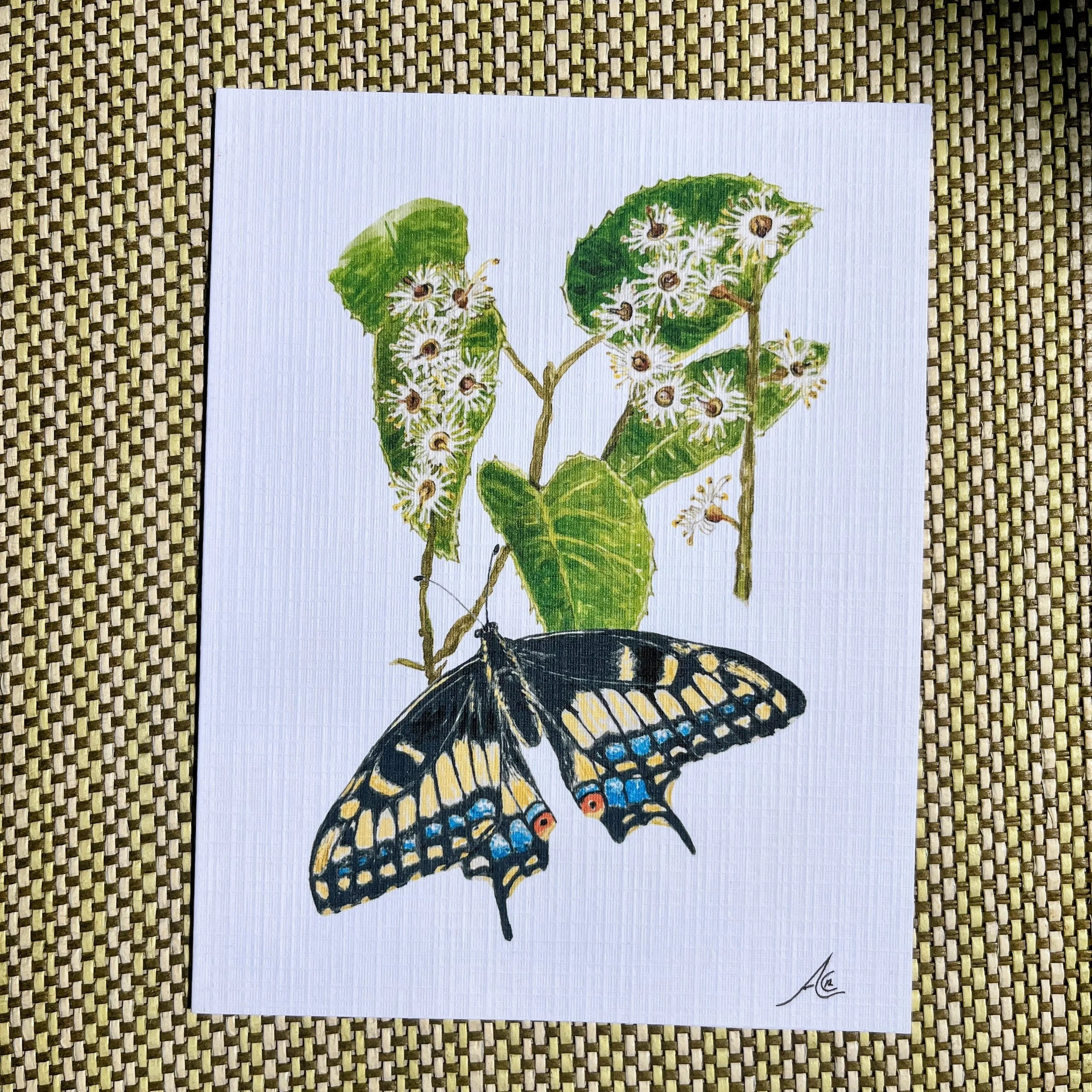 Pollinators Collection: Greeting Cards From Watercolors, Hollyleaf Cherry (Prunus ilicifolia) and Anise Swallowtail