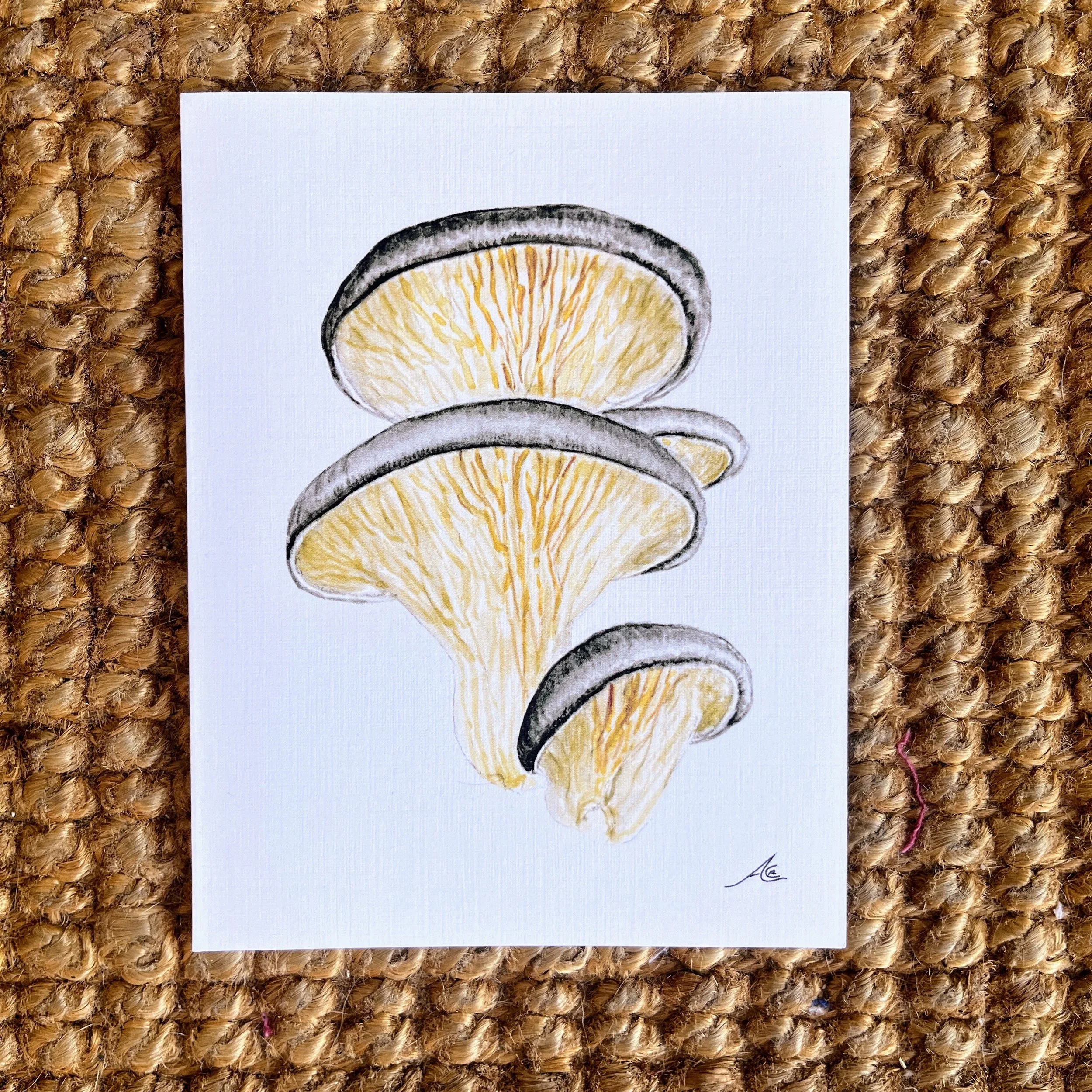 Mushroom Collection: Greeting Cards from Watercolors (Oyster Mushroom, Pleurotus Ostreatus)