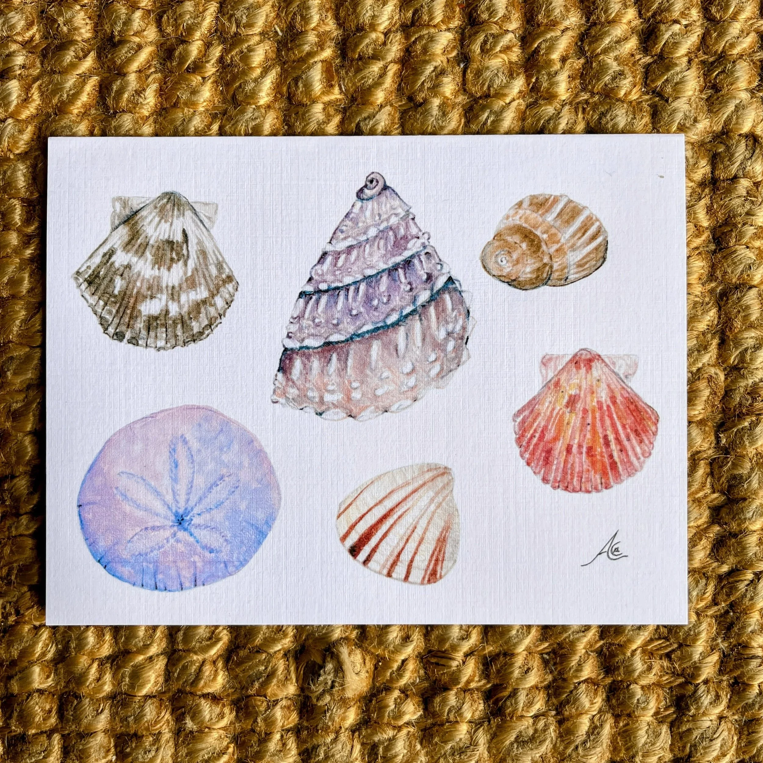 Greeting Cards Ocean : All shells: Pacific/Eccentric Sand Dollar, Pismo Clam, Wavy Turban Snail, 2 Pacific Calico Scallops, and Moon Snail