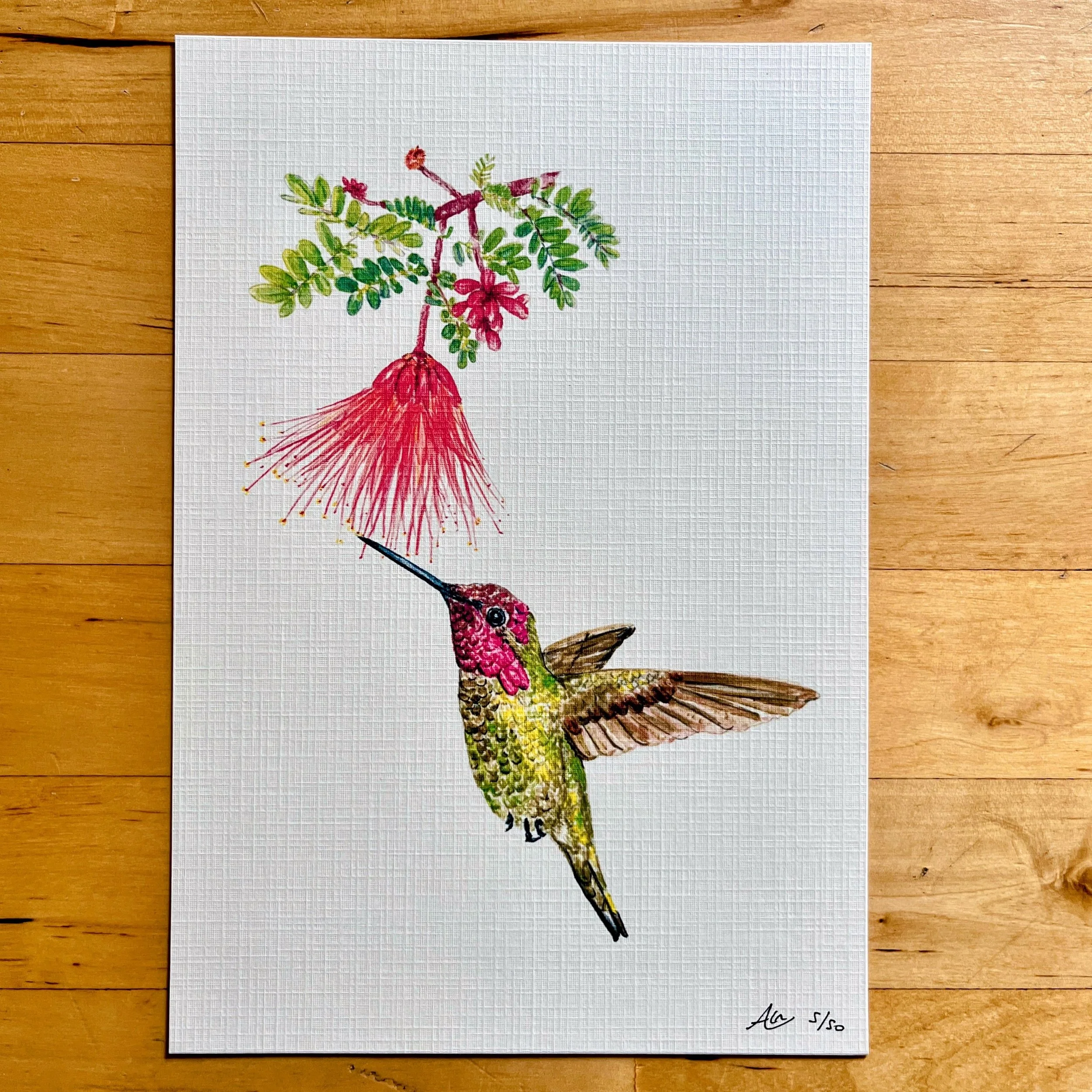 Limited Edition of Signed Prints From My Watercolors: Fairy Duster and Anna's Hummingbird
