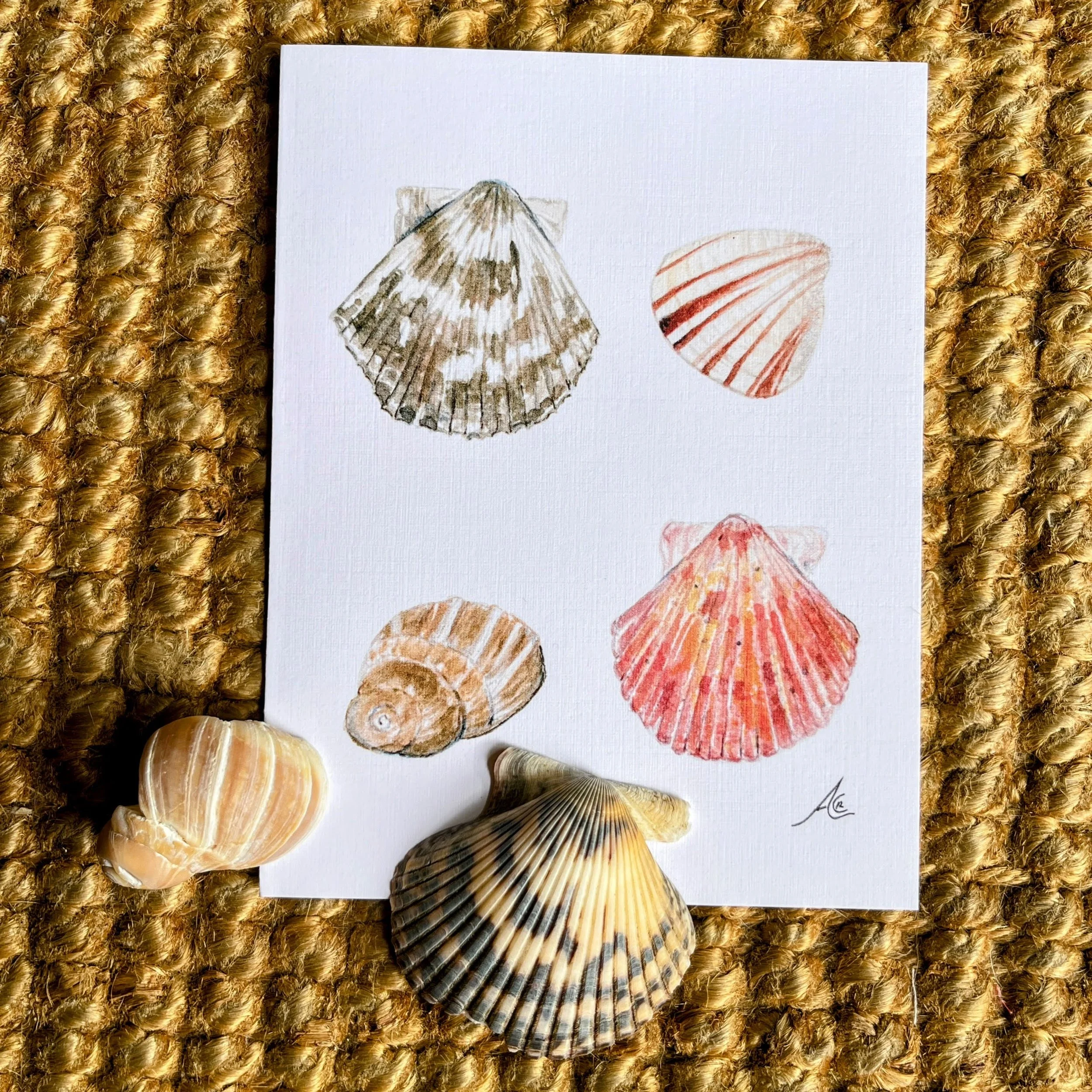 Greeting Cards California Shores, Ocean : Pismo Clam, 2 Pacific Calico Scallops, and Moon Snail