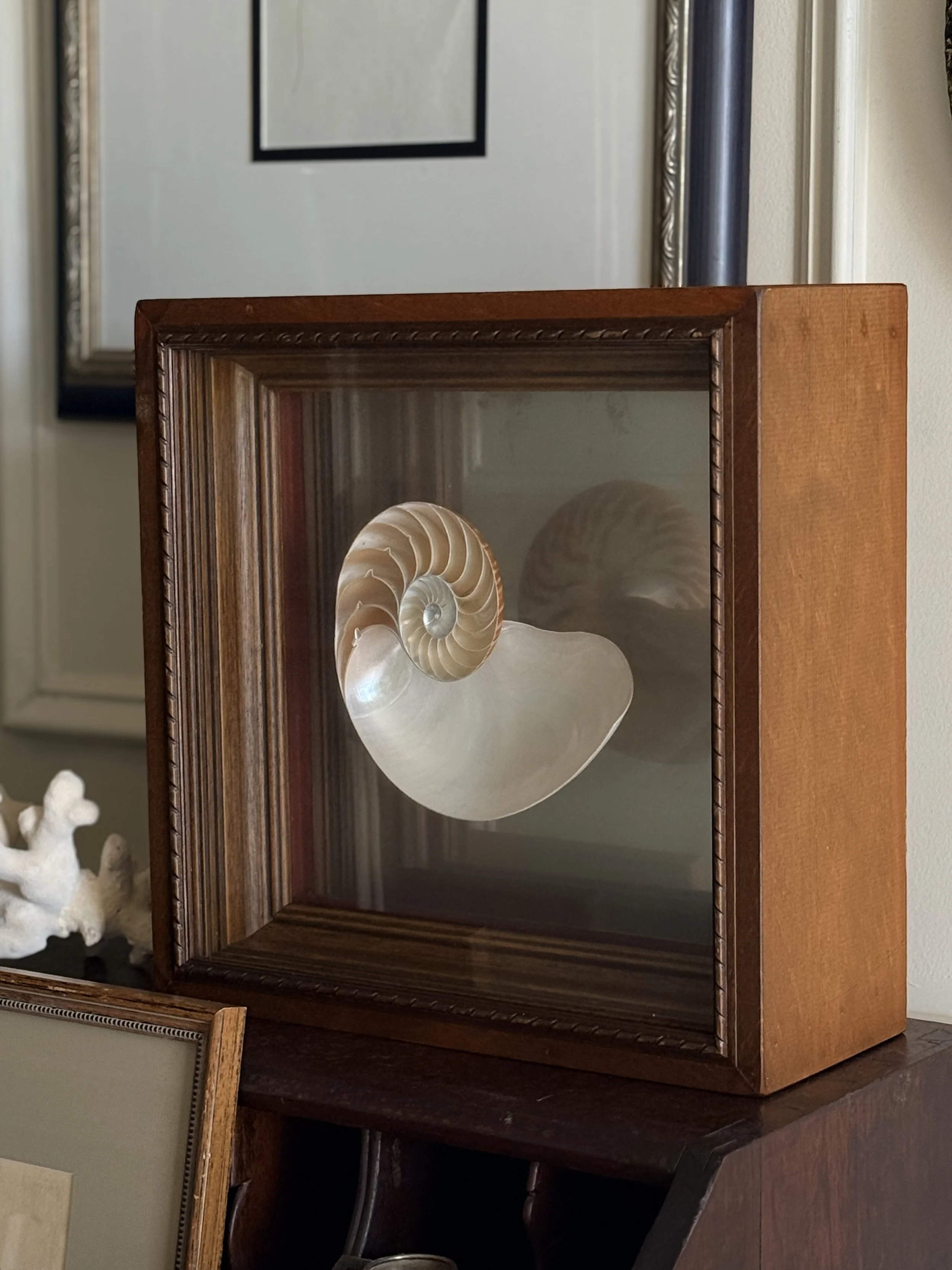 Framed shadow box shell lg