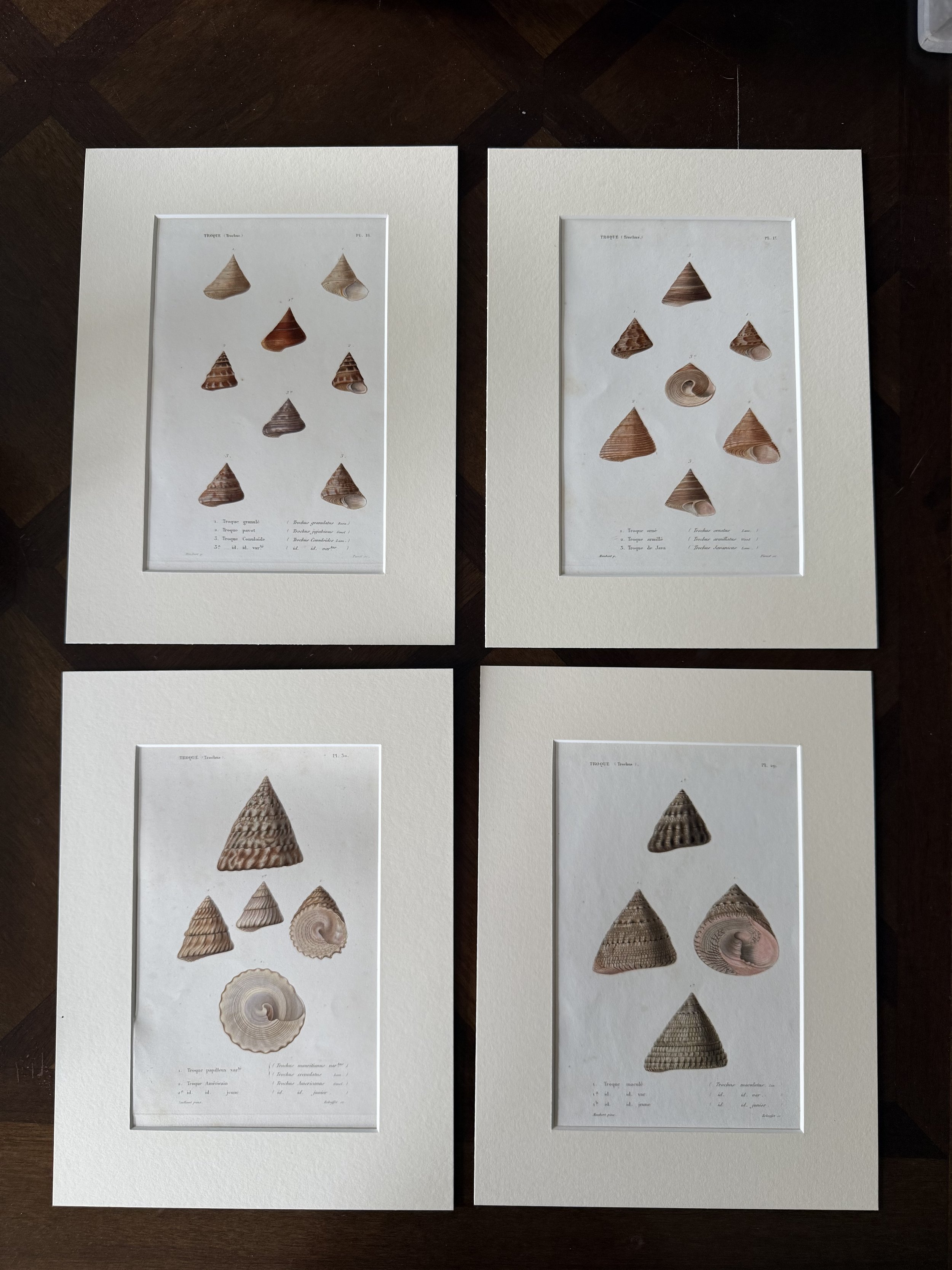 4 shell lithos with cream mattes