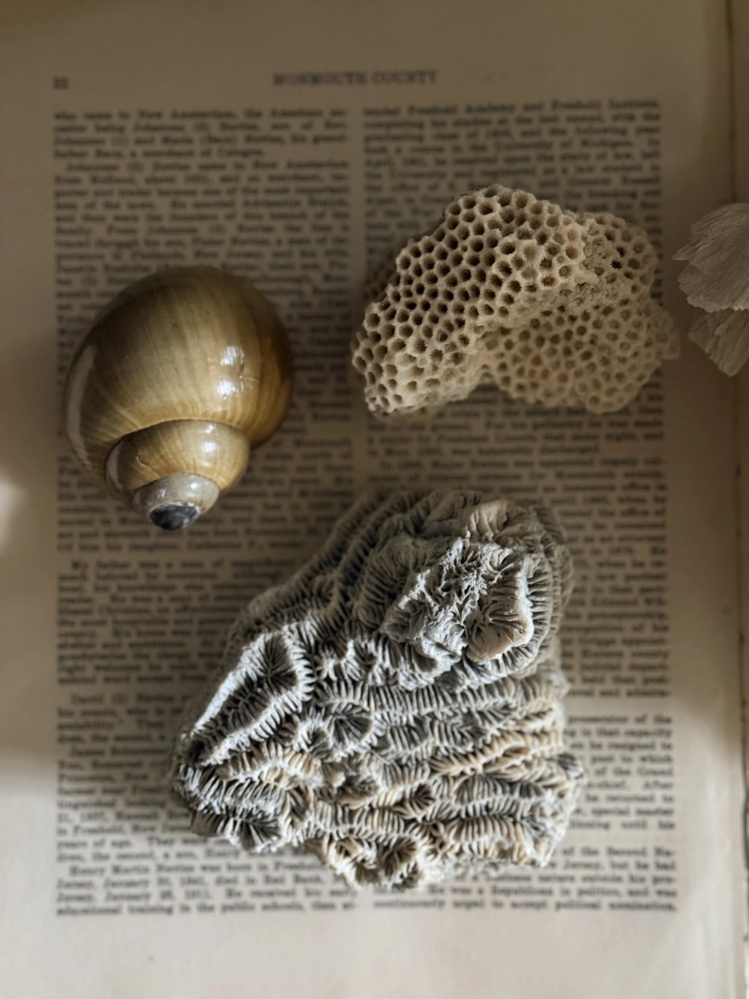 Group of coral and shell