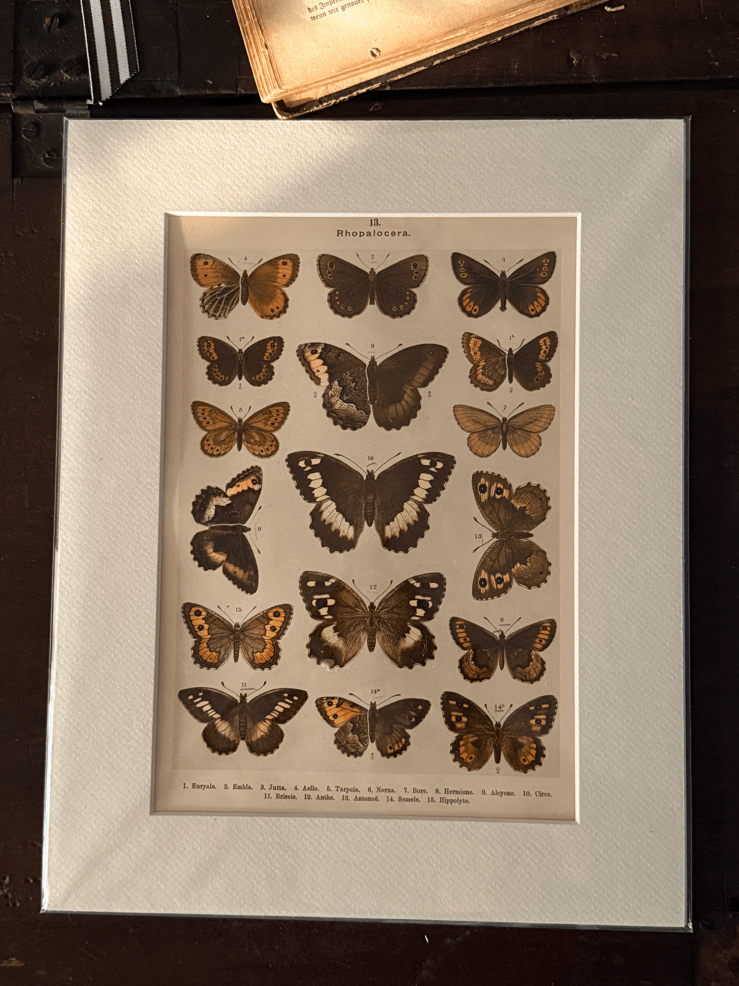 Butterfly Art