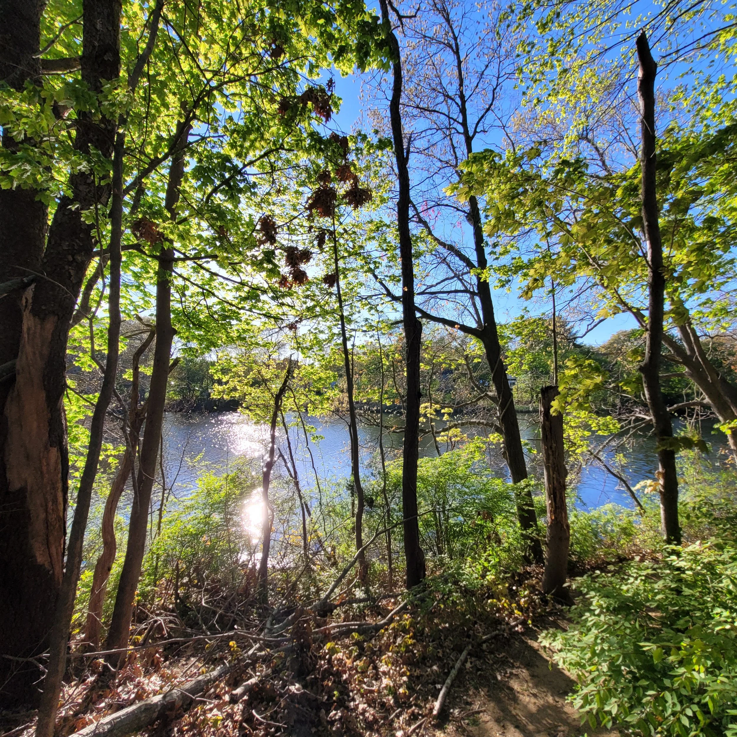 Willett Avenue Pond, East Providence, RI — Parks In My Town
