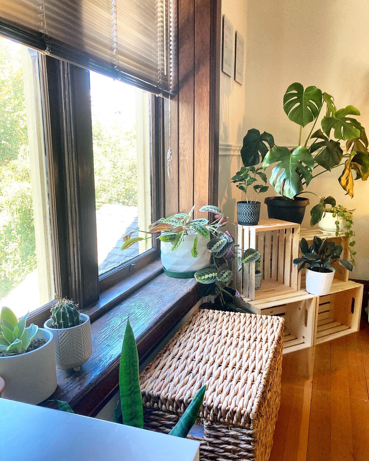 Just charting alongside my favourite coworkers🌿🪴✨

#plants #decor #view #treatmentroom #acupuncture #acupuncturist #tcm #massage #vibe #peaceful #chill #victoriabc #w̱s&aacute;neć #cookstvillage