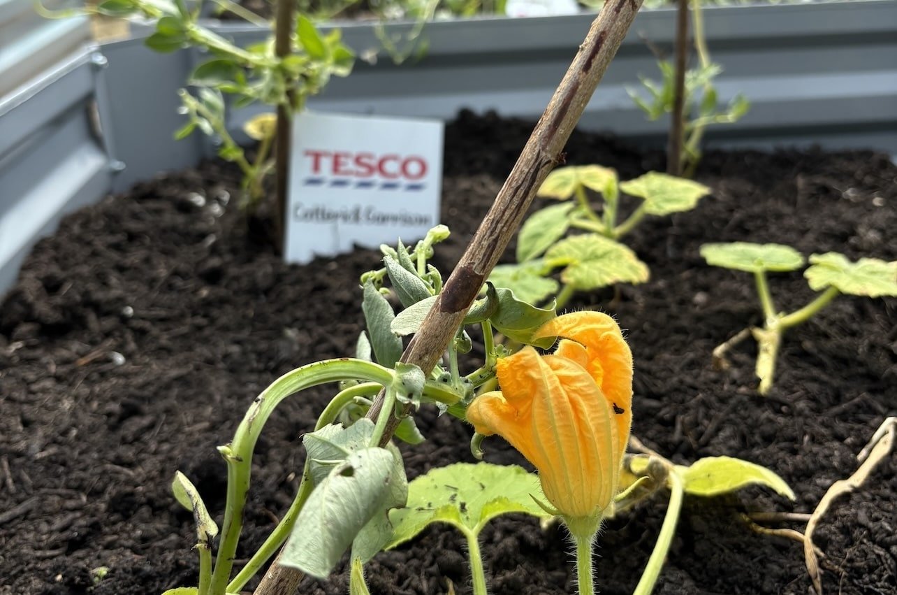 Polytunnel SIte General 5-min.jpg