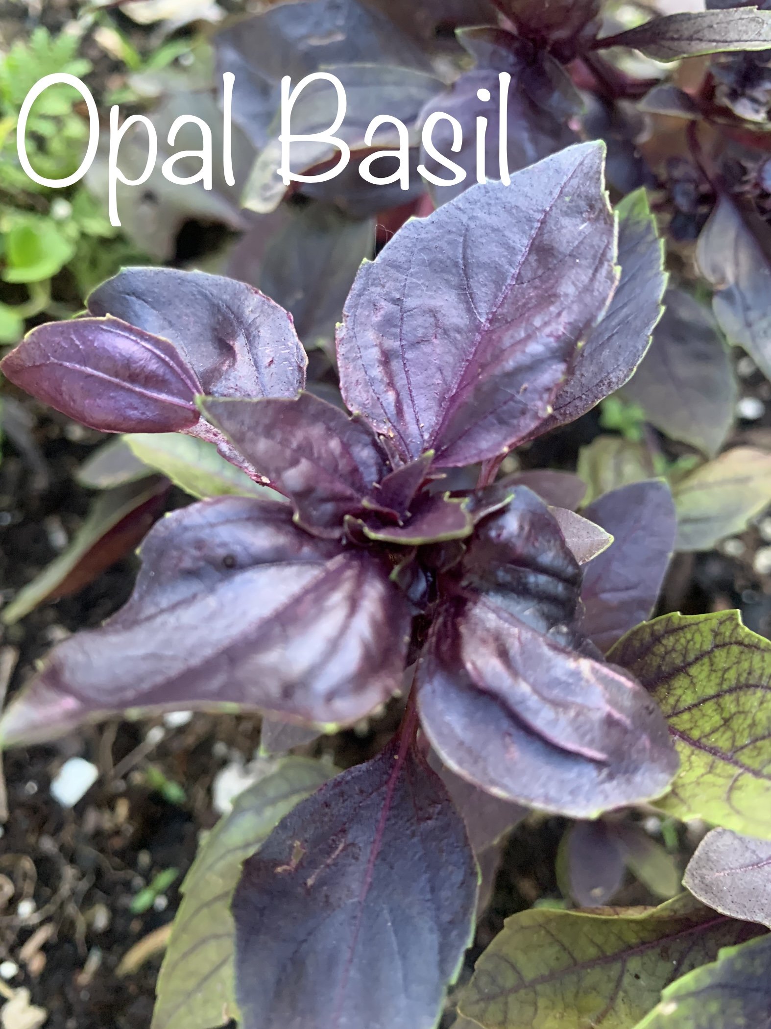 Opal Basil -1oz