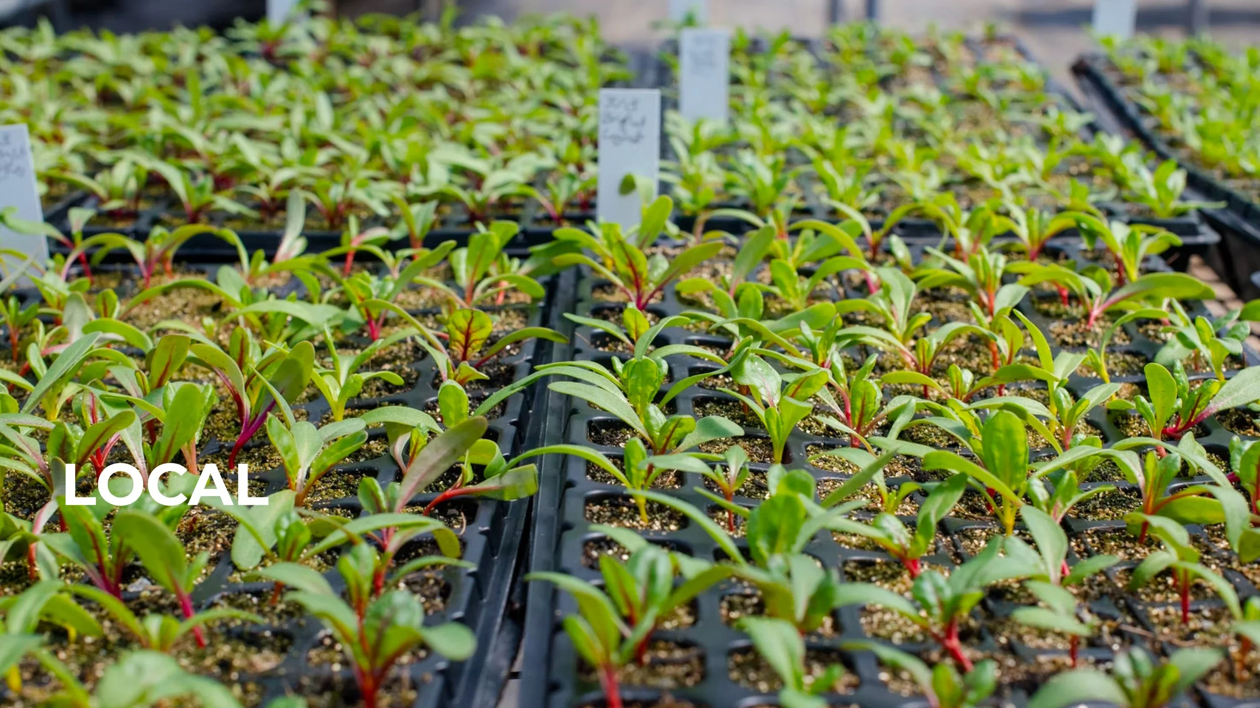 ICT Urban Greens