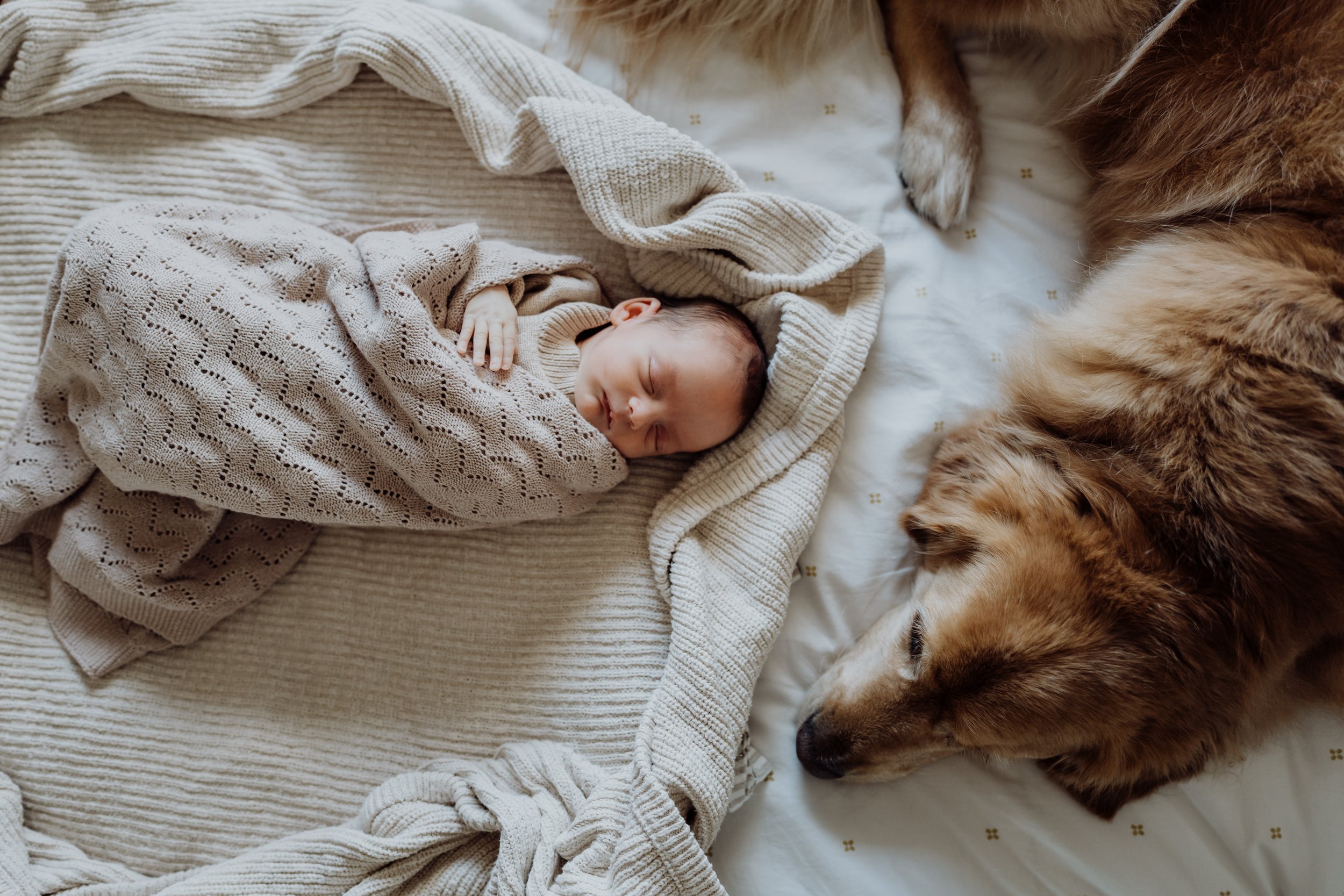 Newborn baby photo session with dog