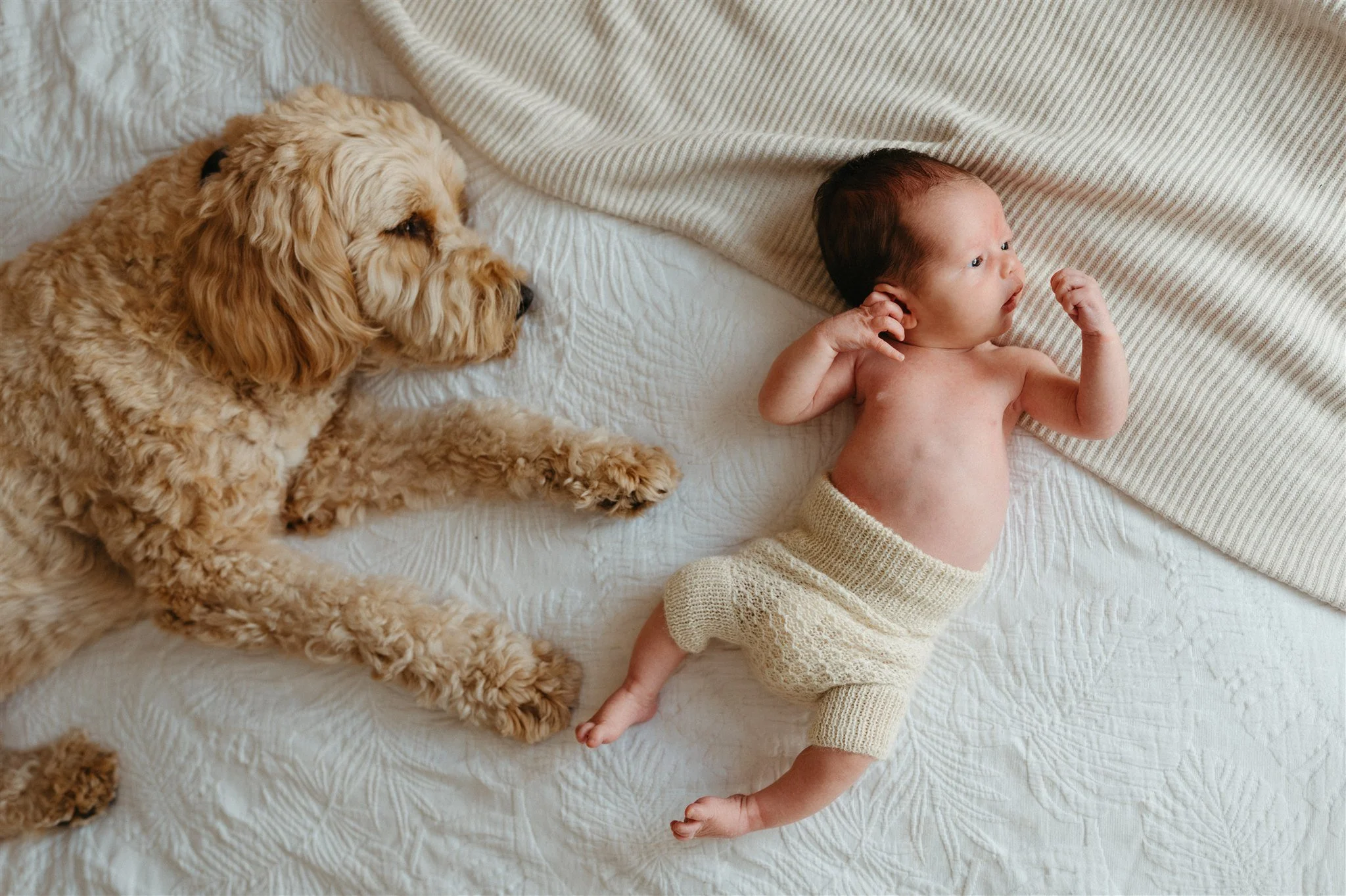 A baby and a dog lying on a white quilted bed. The baby is shirtless, wearing knitted shorts, and looking to the side with arms raised. The dog, a fluffy golden retriever, is lying on its side facing the baby.