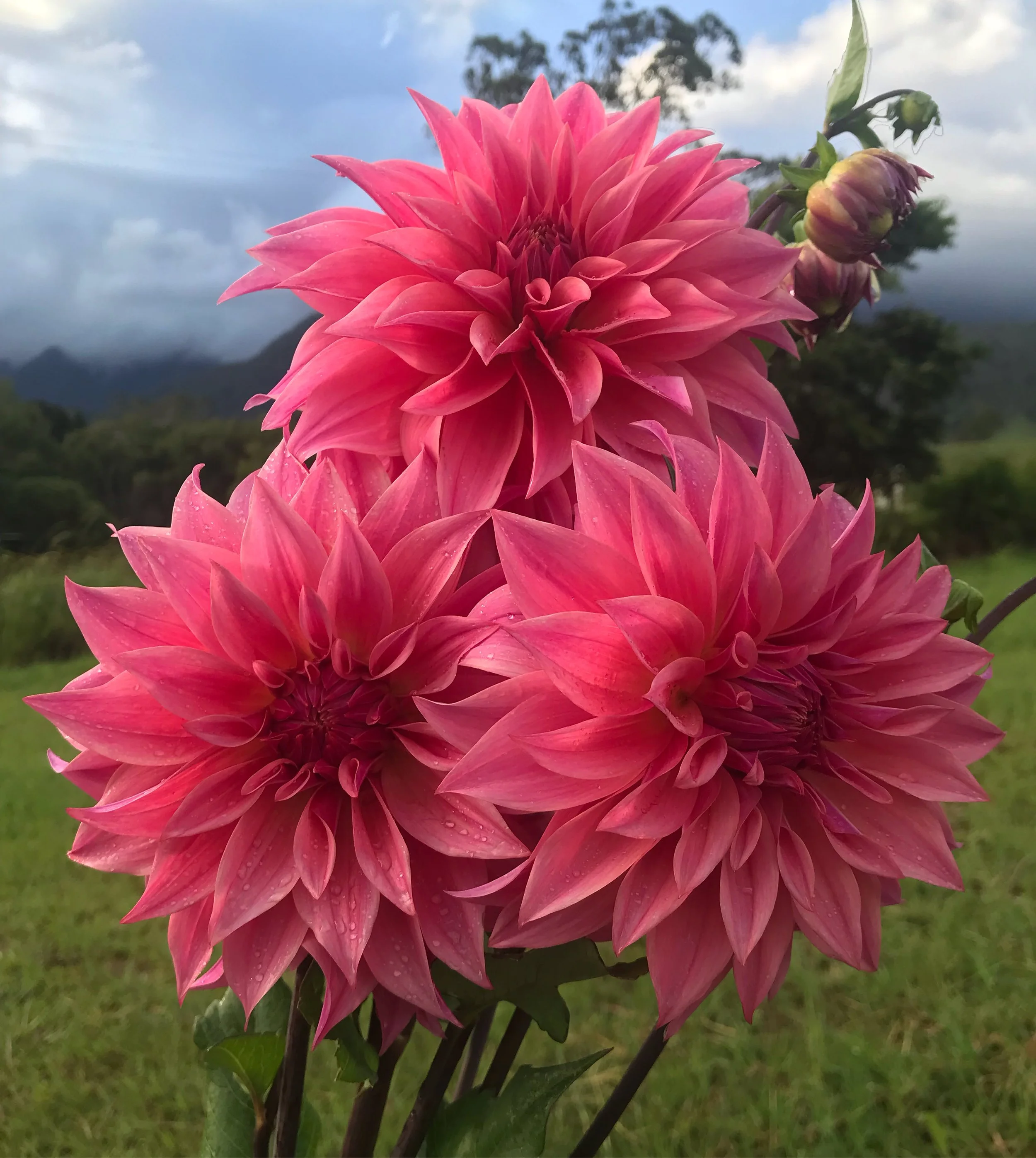 Carlos Watermelon dahlia tuber