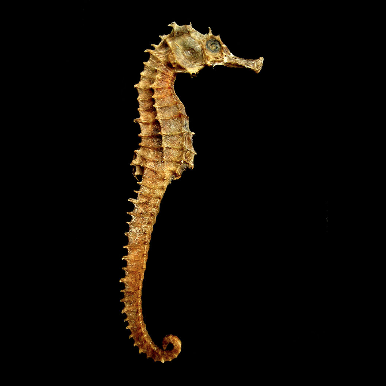 Pulled Apart by Seahorses - by Gavin Yates