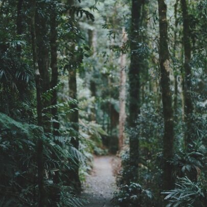 Walking a Forest Trail One Summer Afternoon - by Judith Beveridge