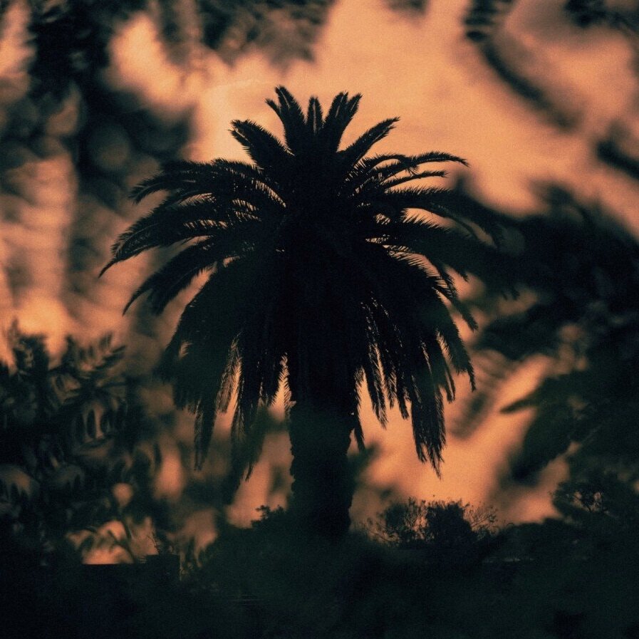 Maria-Mercè in the Palm Grove - by Eileen Chong