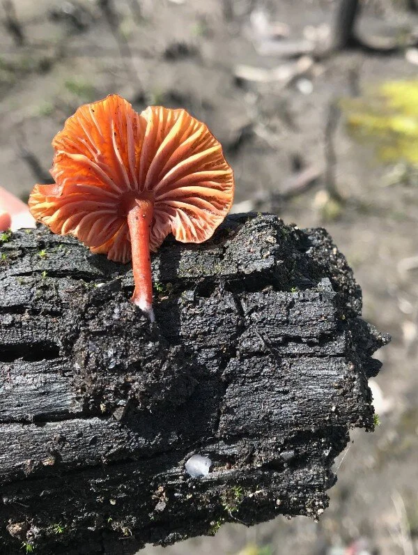 Fungi Sassafras 600x796.jpg