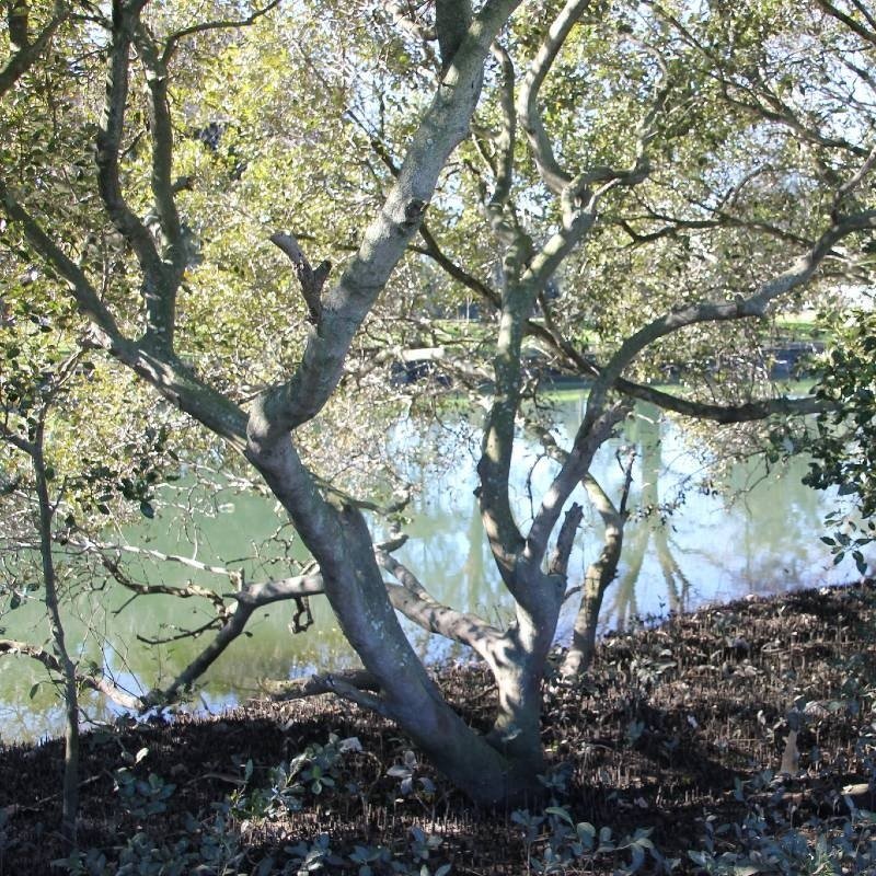Riverine – by Kavita Bedford