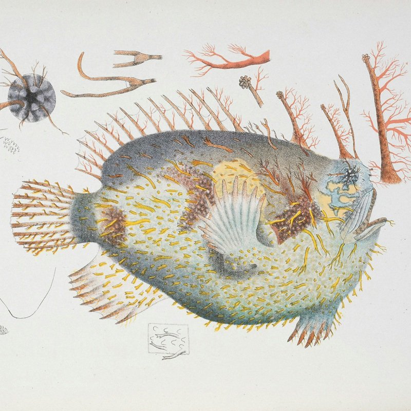 Anglerfish – by Siobhan Hodge