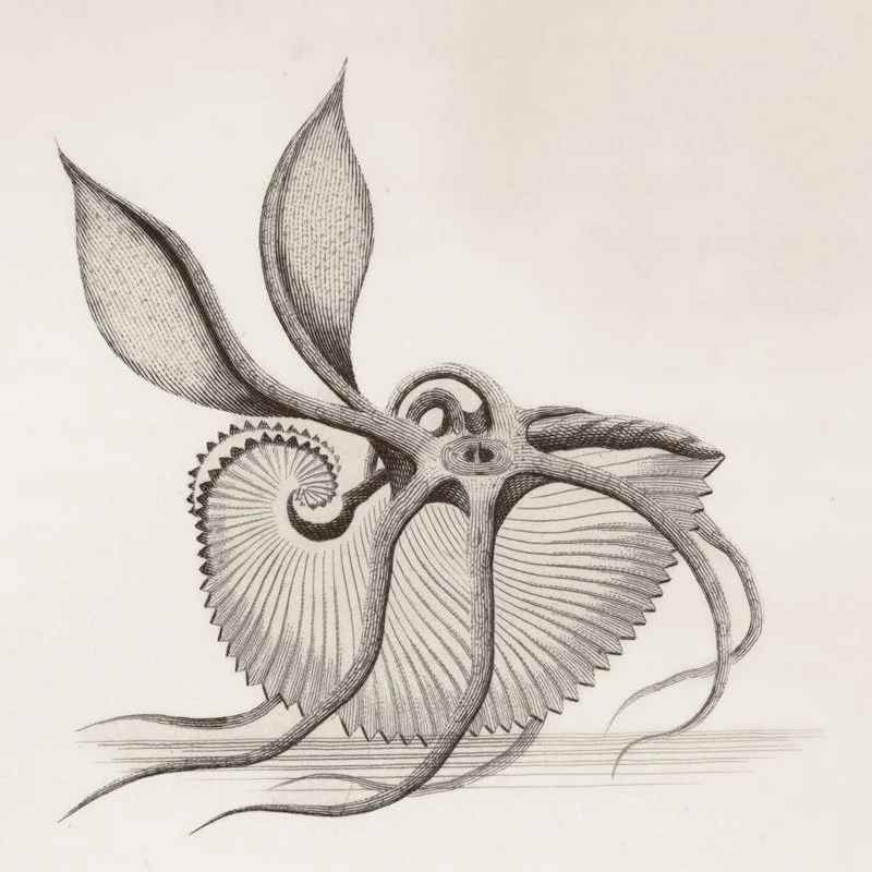 Jack and the Argonauts – by Grace Heathcote