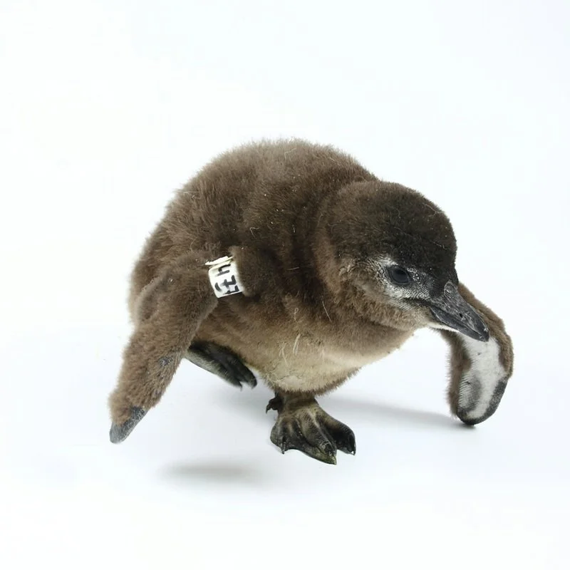 Augury: sea surface temperature charts – by Georgina Woods