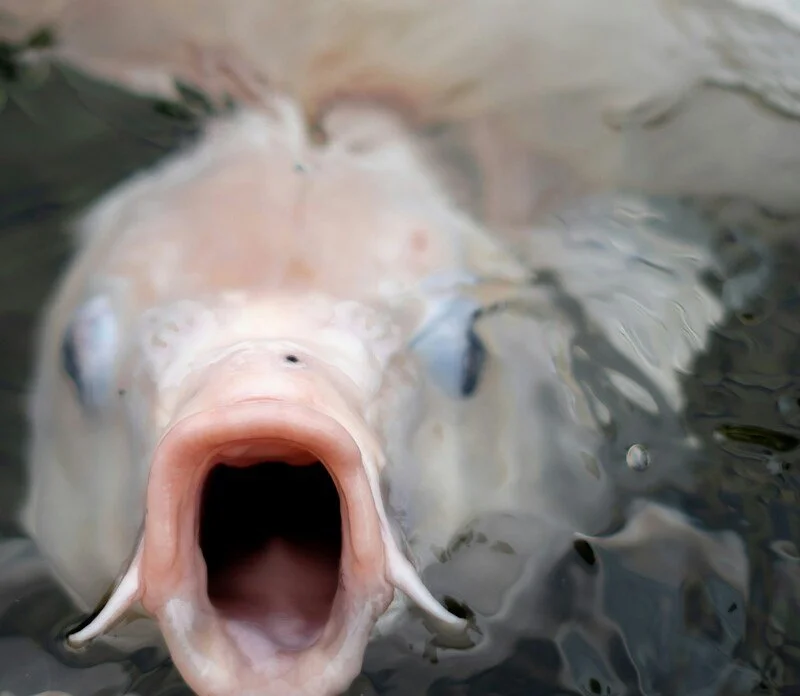 Ichthyophobe – by Megan Cartwright