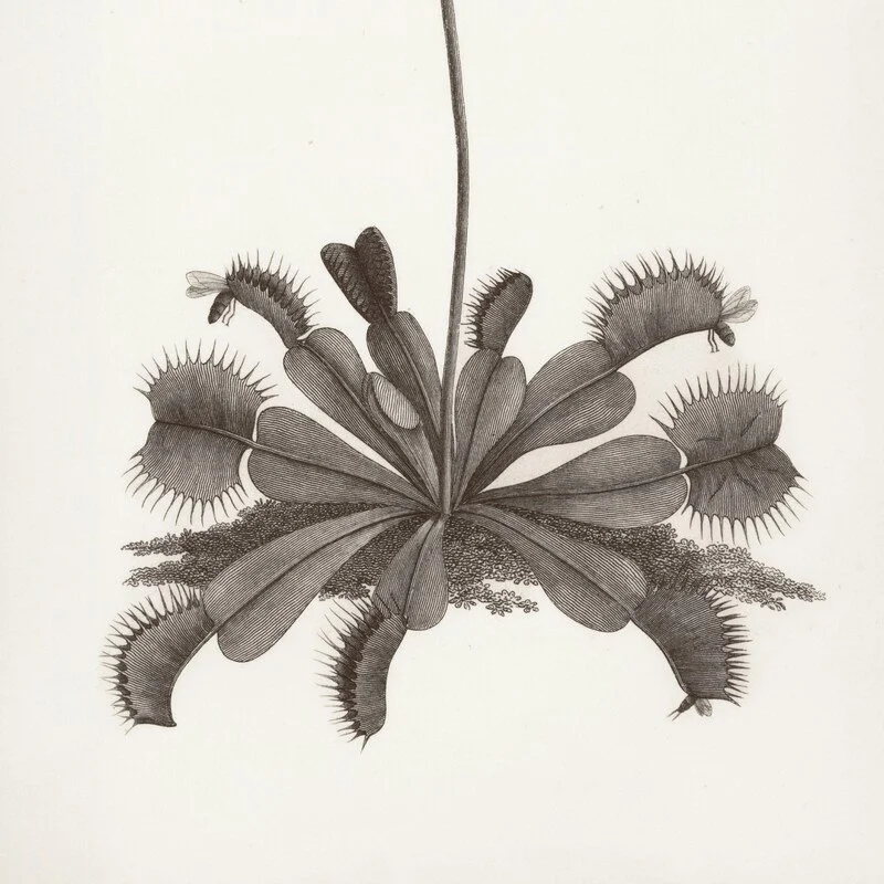 Venus flytrap – by Sagar Nair