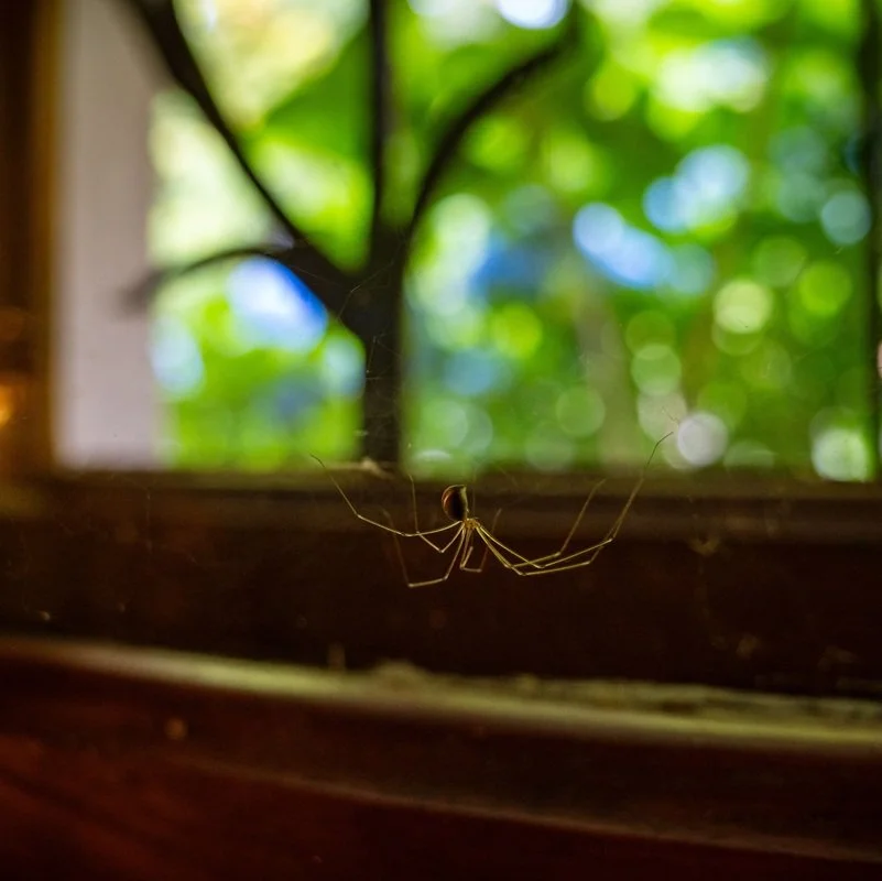Spiderweb – by Edie Popper