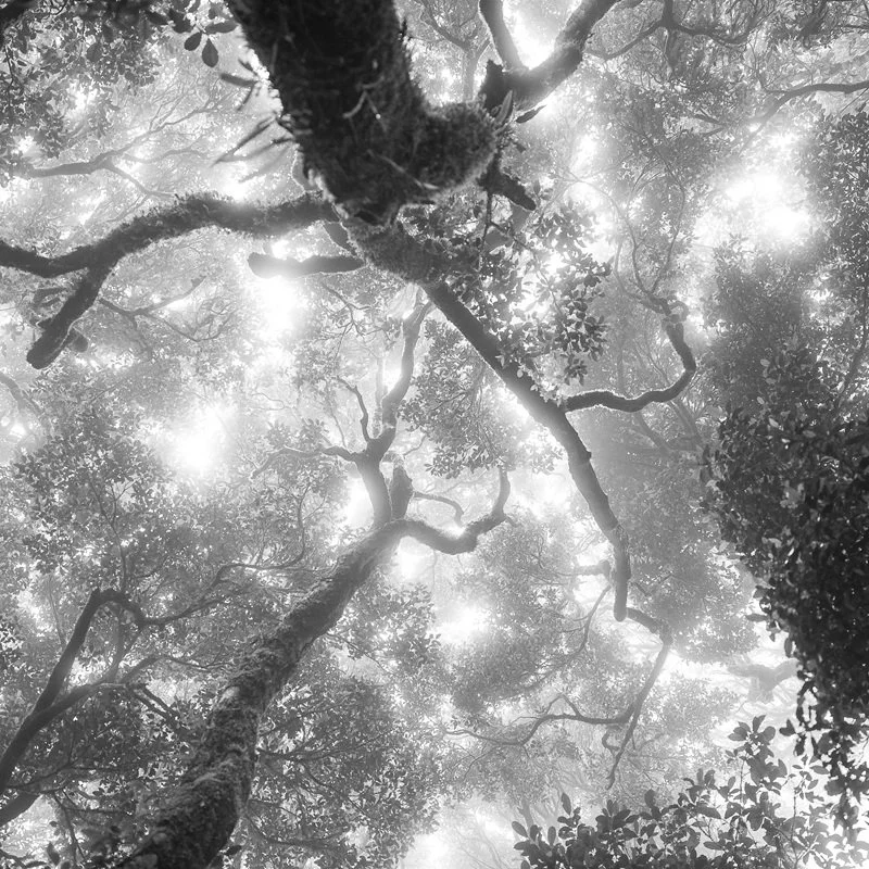 Old growth – by Benjamin Wong