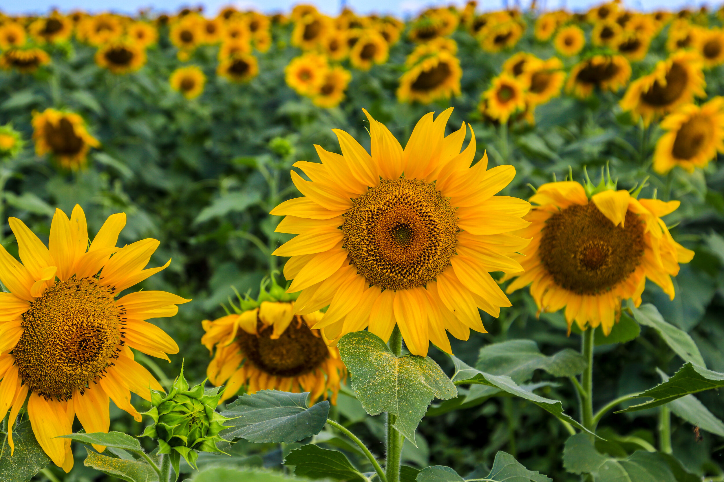 Kalbar Sunflower Festival Kalbar Sunflower Festival