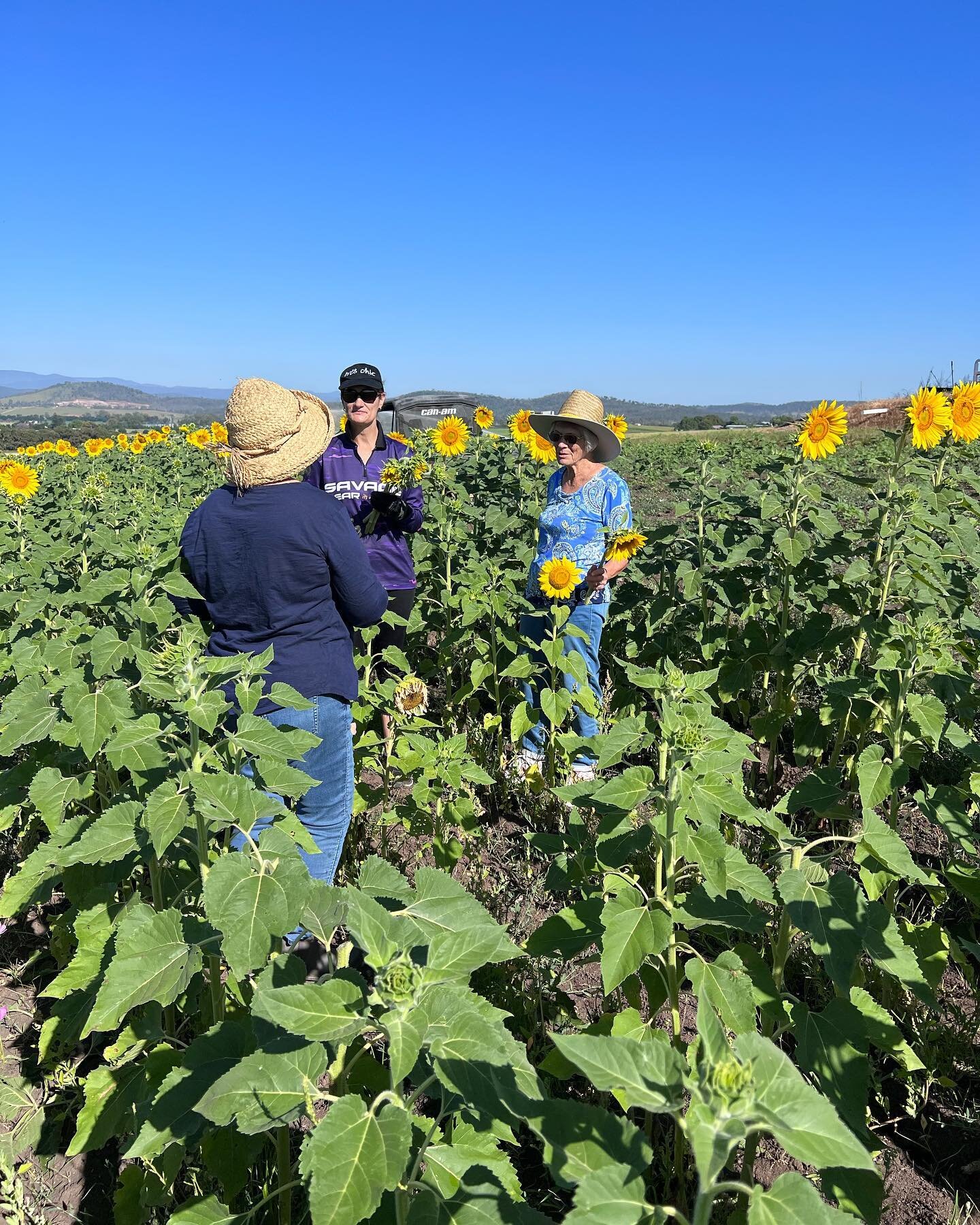 Getting the job done this morning!  @cancercouncilqld #fundraiser #sunflowers