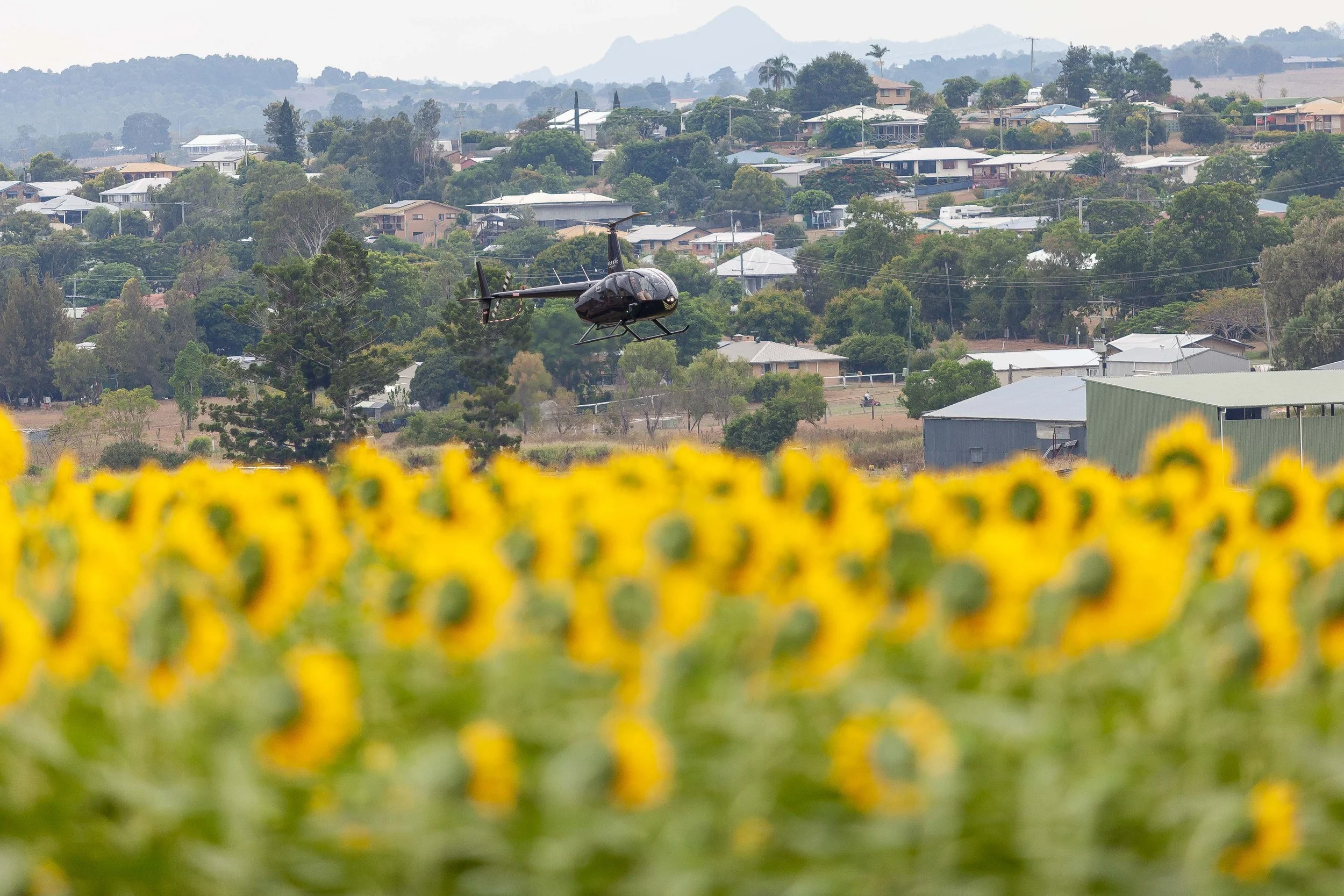 Experiences — Kalbar Sunflowers