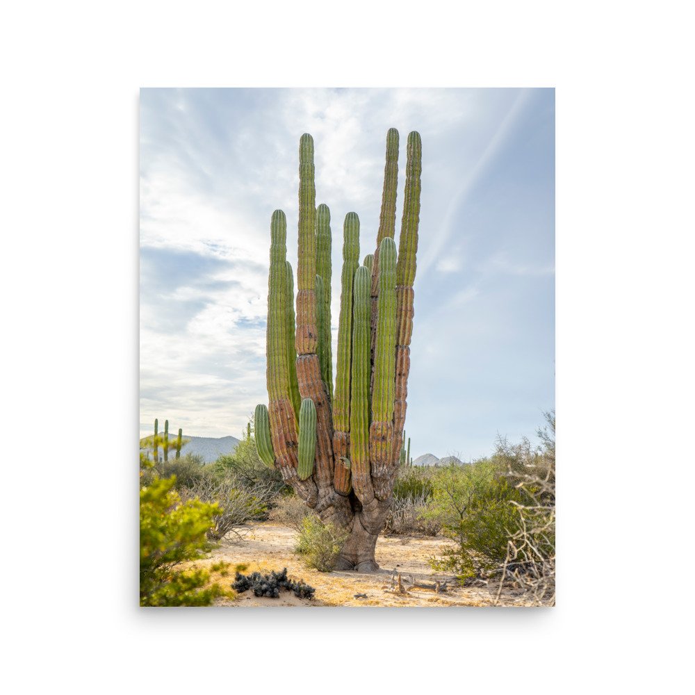 enhanced-matte-paper-poster-(in)-16x20-front-67100a250557e.jpg