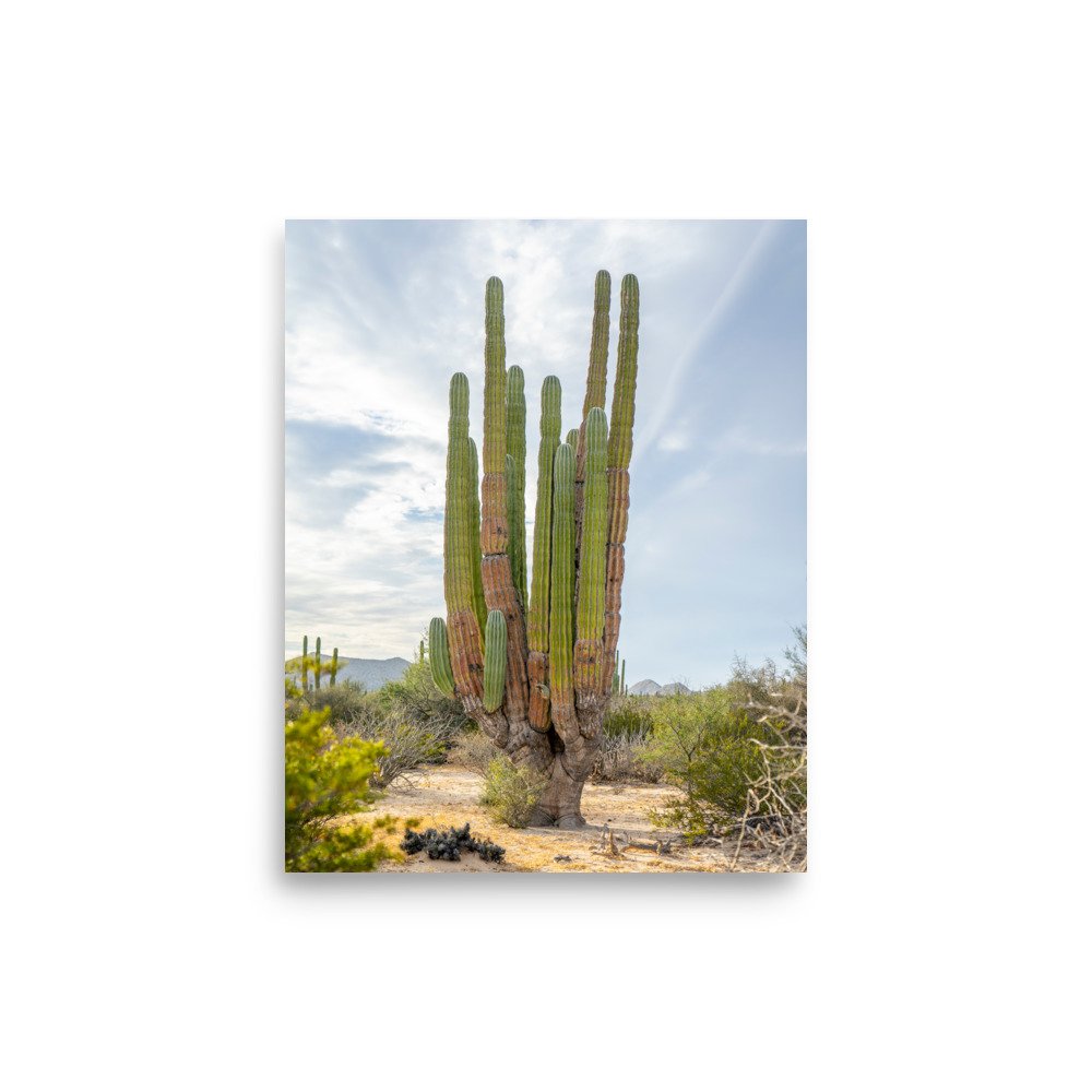 enhanced-matte-paper-poster-(in)-8x10-front-67100a25056fb.jpg