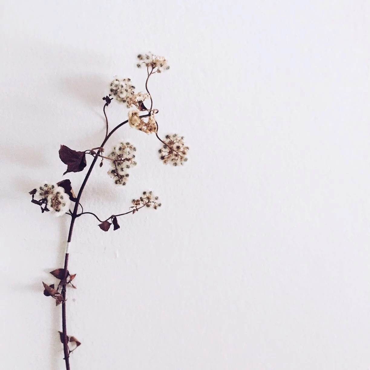 Simplicity! Currently trying to add more of this into my life 💫 @cohbeing #simplicity #energyhealing #energy #health #bioresonance 📷 @piajanebijkerk