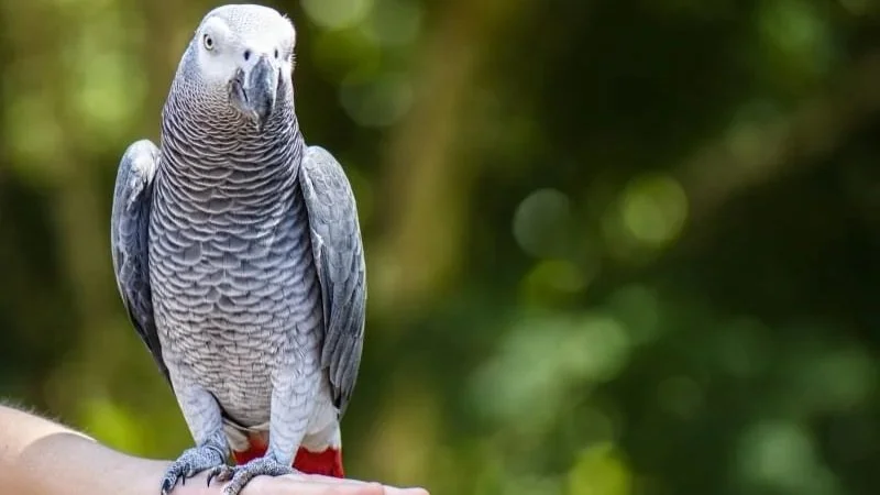 The Curious Case of Jerry Sultan!