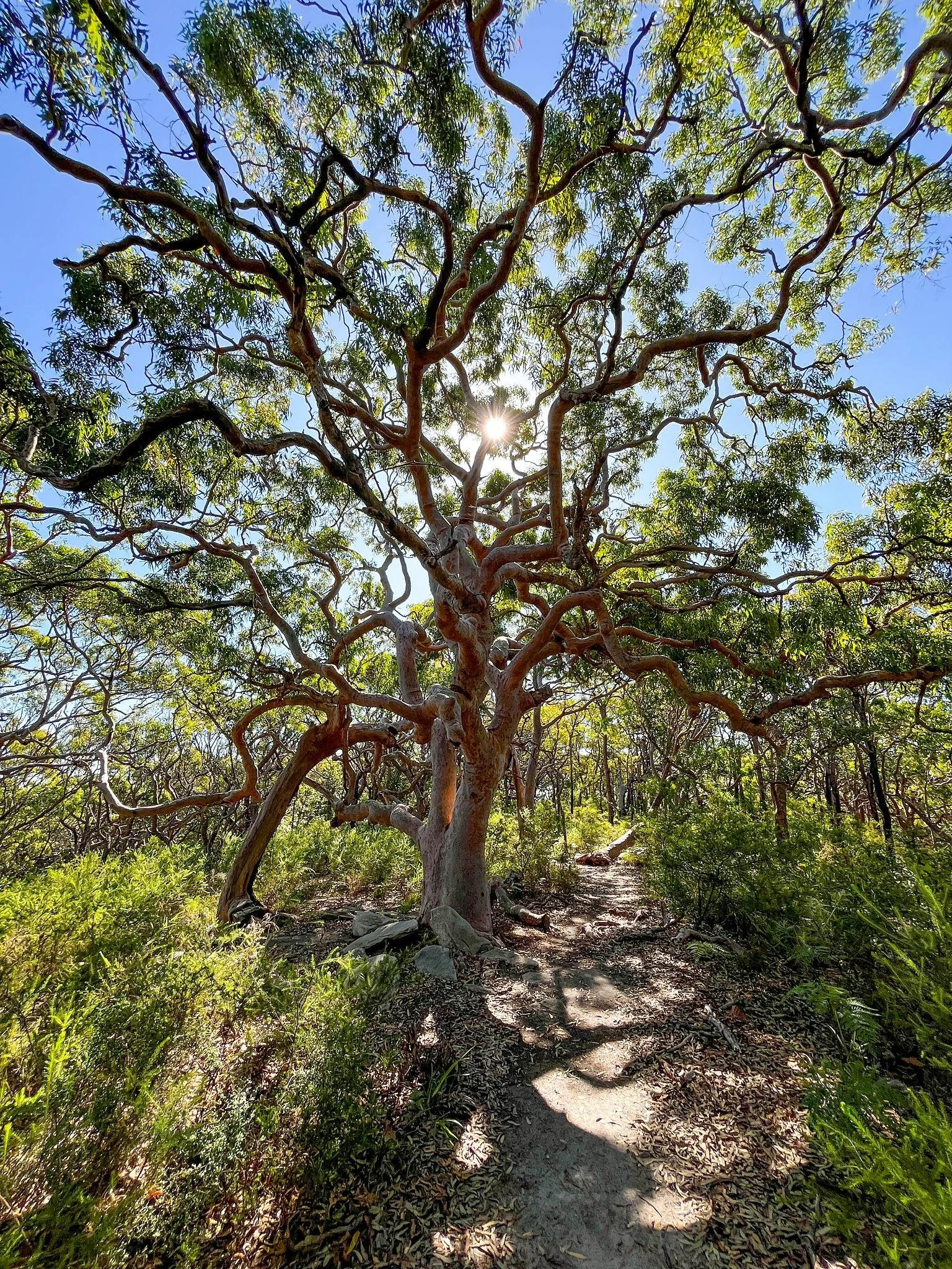 Angophora Forest