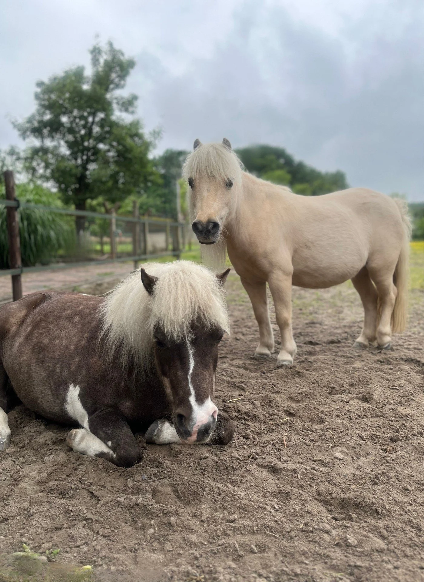 Rouw en verlies begeleiding voor kinderen met paarden